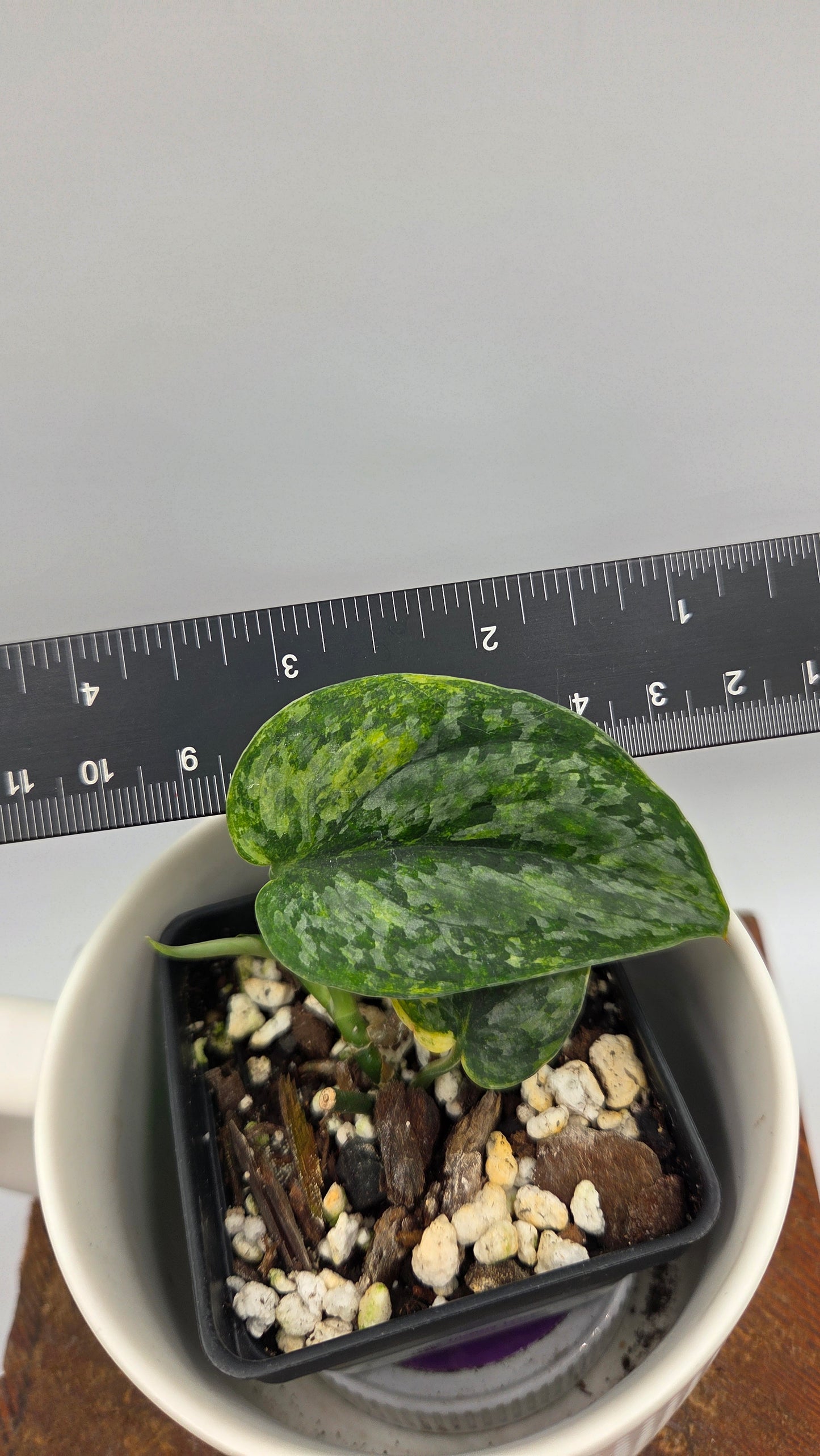 Scindapsus Tricolore Léopard Variegata(SCI-1460)