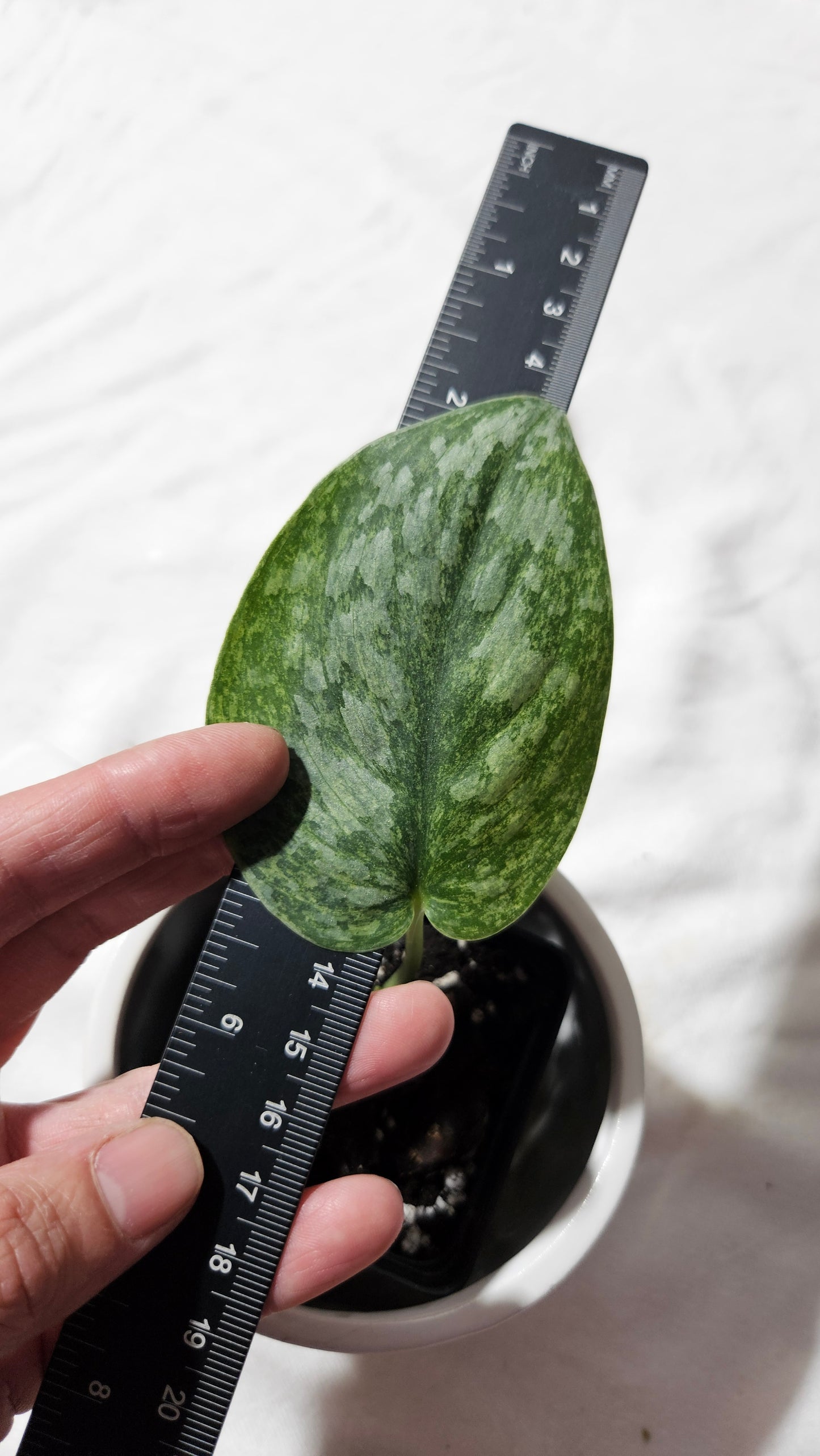 Scindapsus Exotica Pictus mint (SCI-1122)