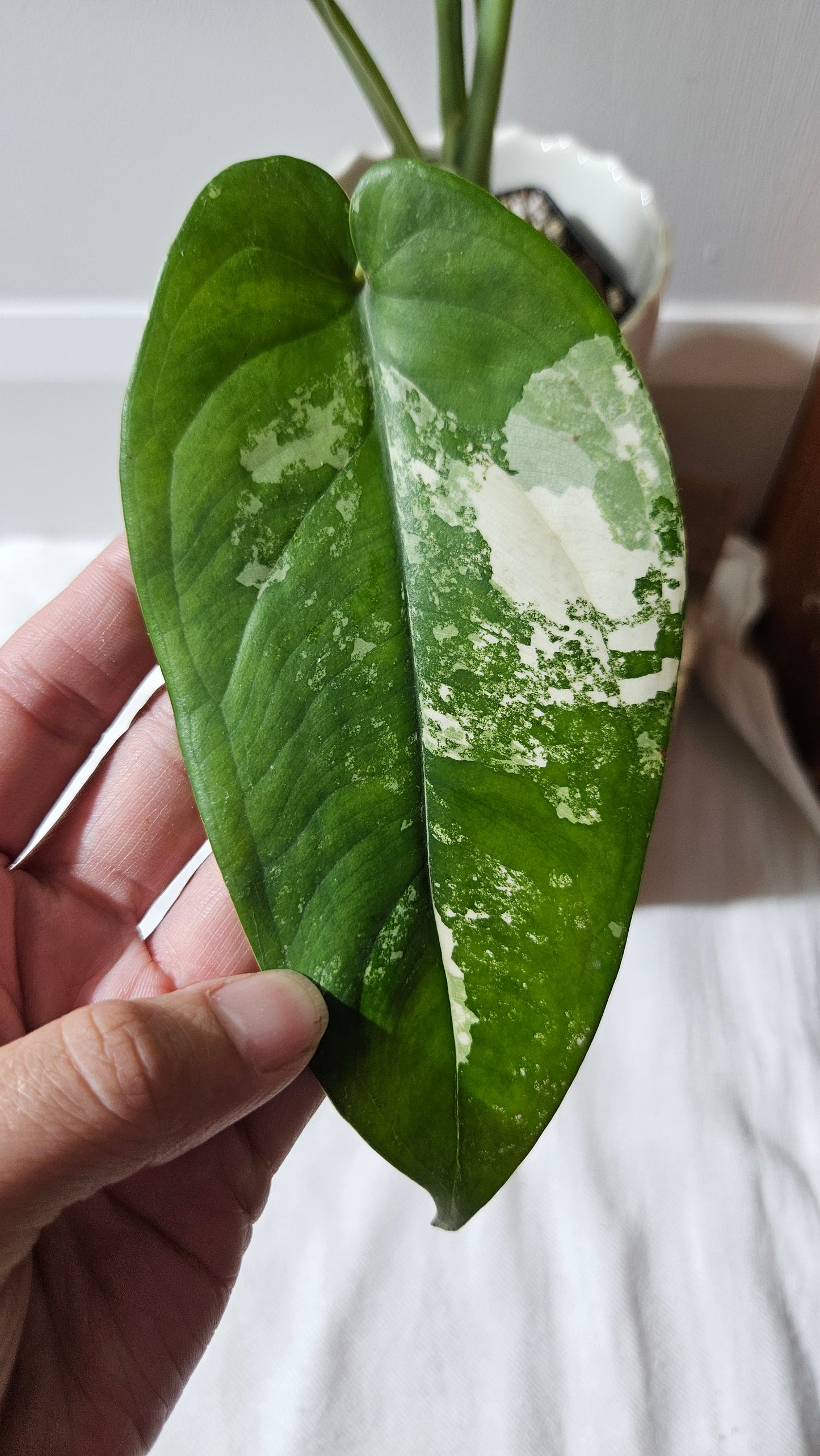 Syngonium Chiapense Albo (SYN-460)