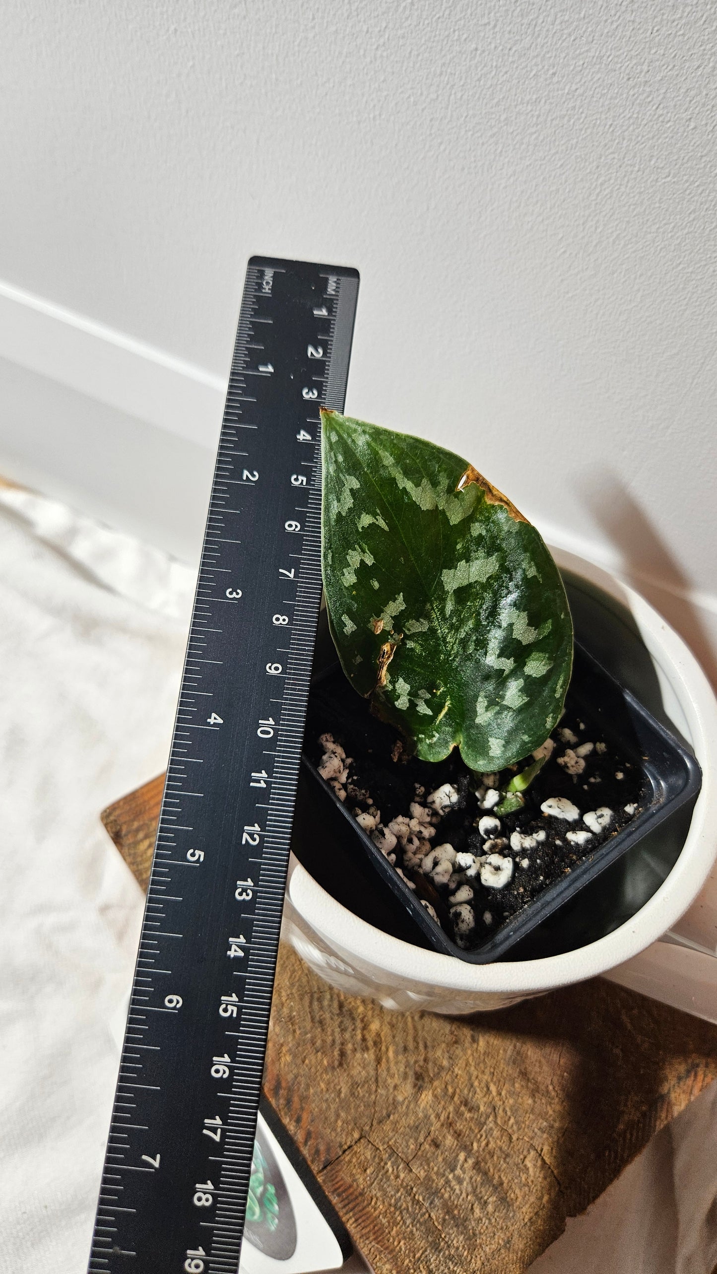 Scindapsus Exotica Batik (SCI-1285)