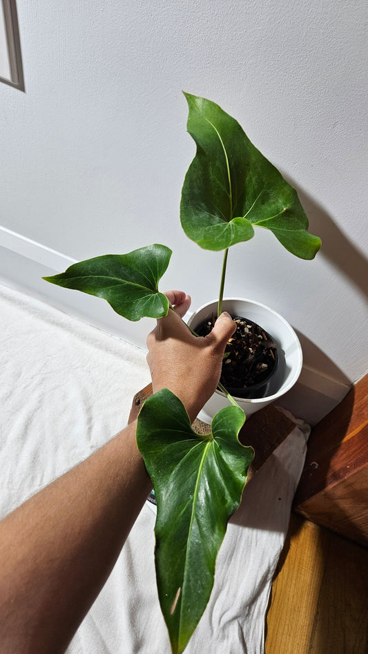 Anthurium Brownii/Corong "format MOYEN" (ANT-552)