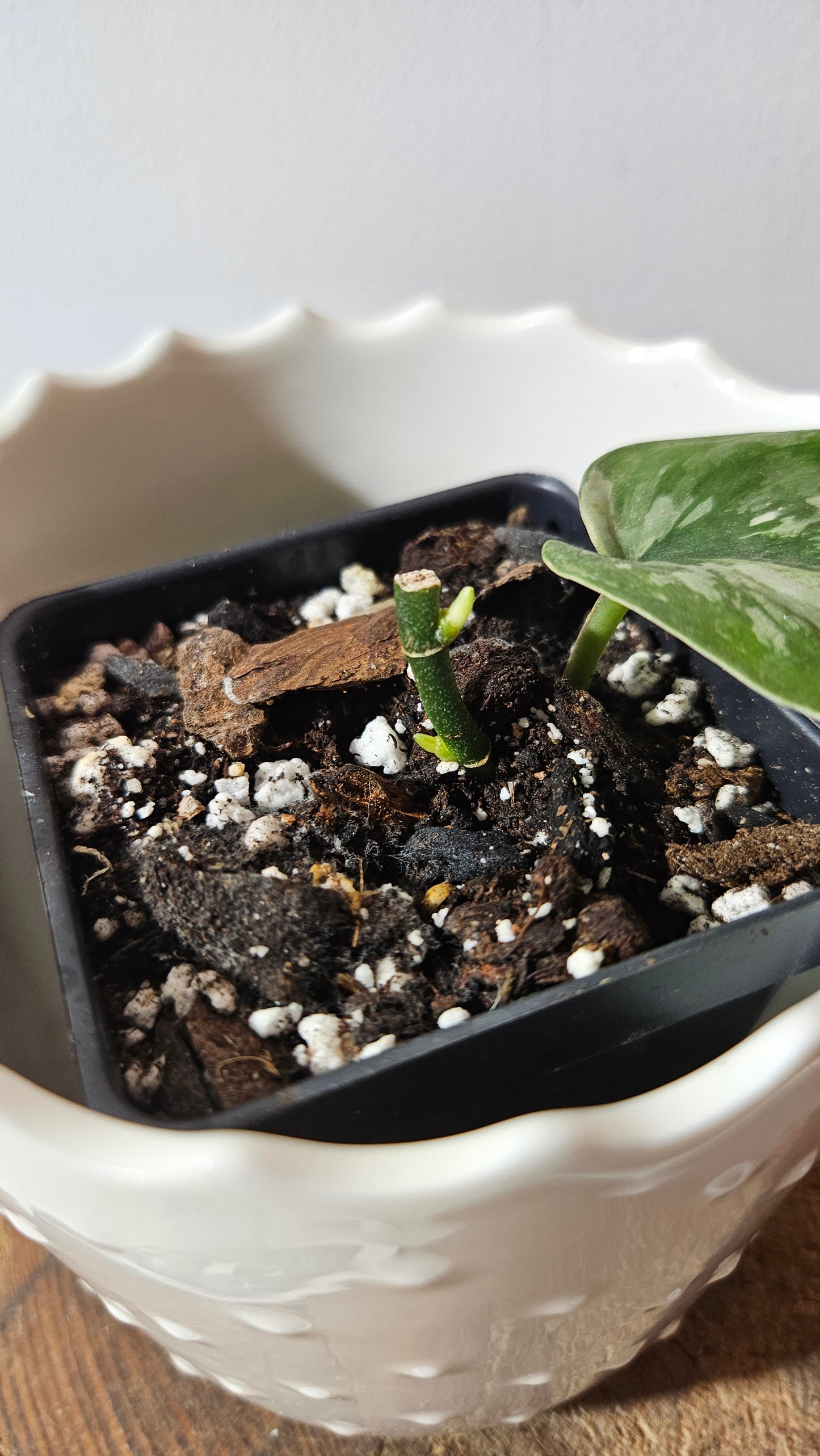 Scindapsus Kencana (SCI-1017)