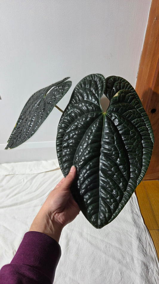 Anthurium Luxurians Dark  "format XLARGE" (ANT-644)
