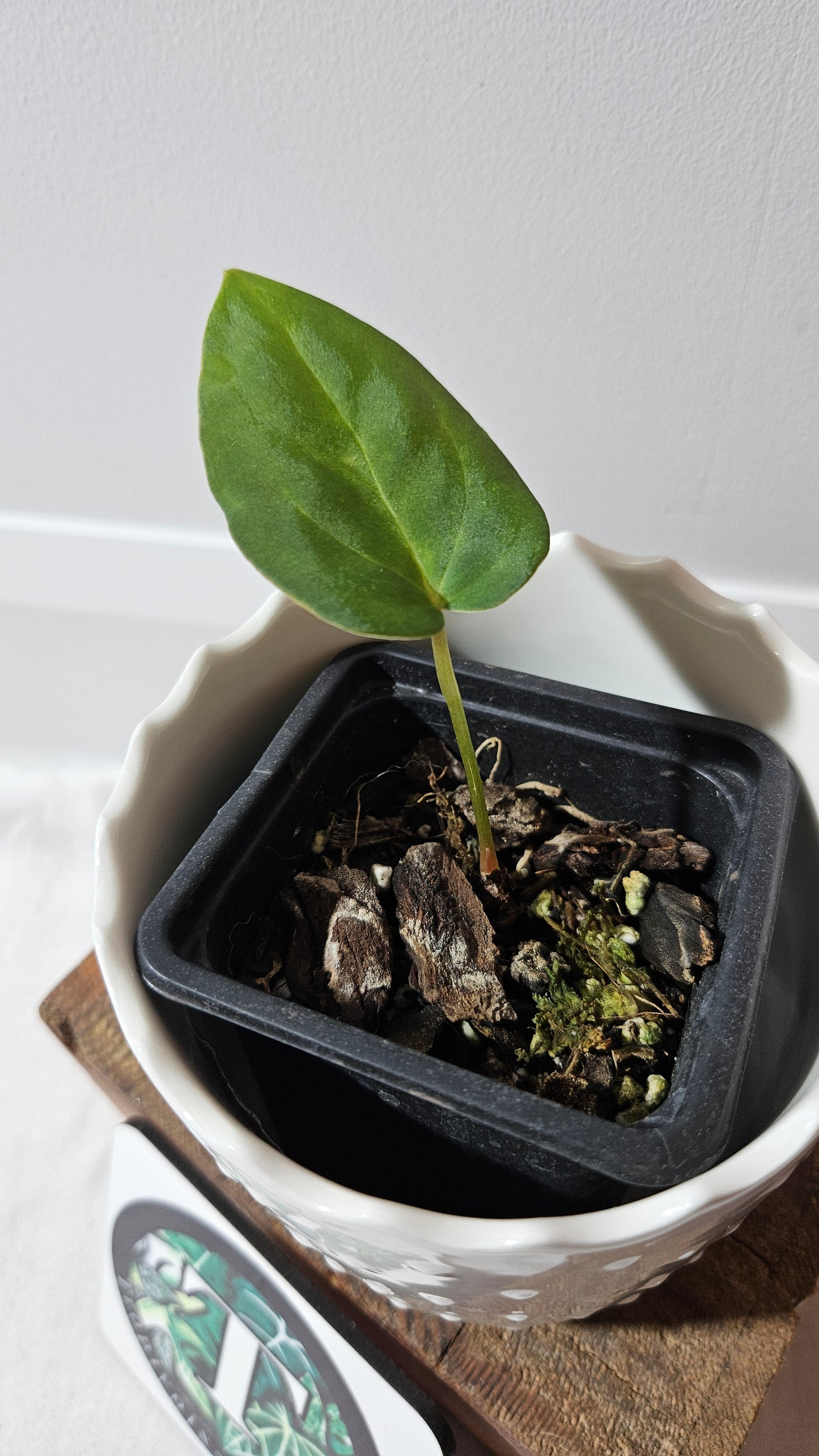 Anthurium Dressleri "format PETIT" (ANT-460)
