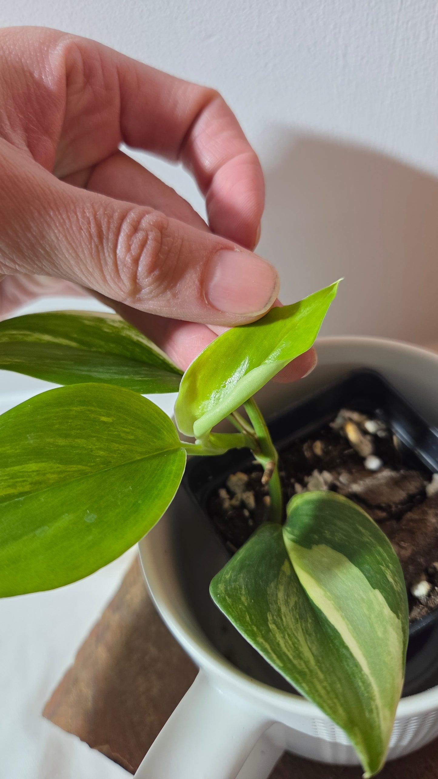 Scindapsus Rubicon (SCI-1350)