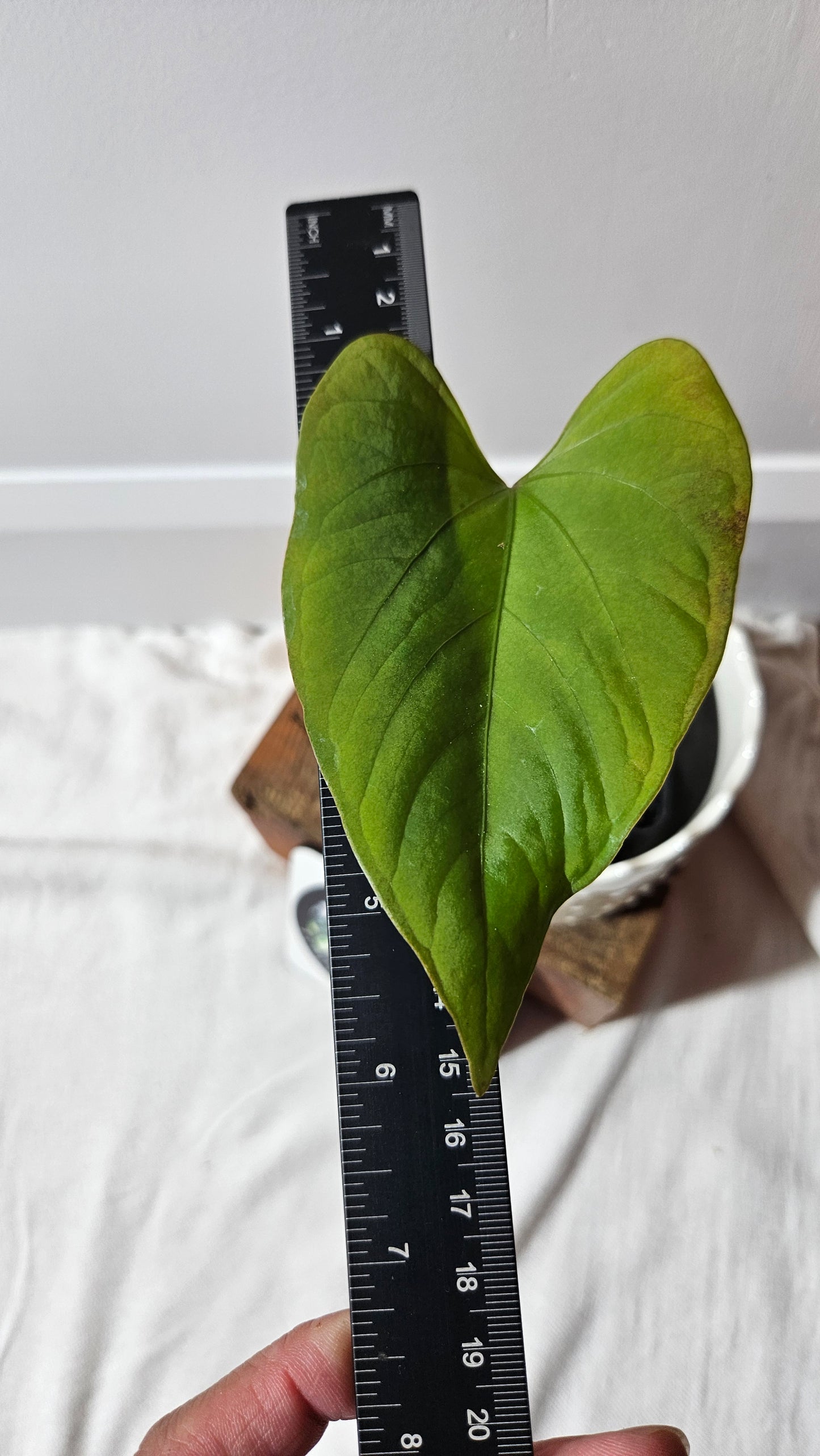 Anthurium  Tiwintza Aff Velvet "format MOYEN" (ANT-225)