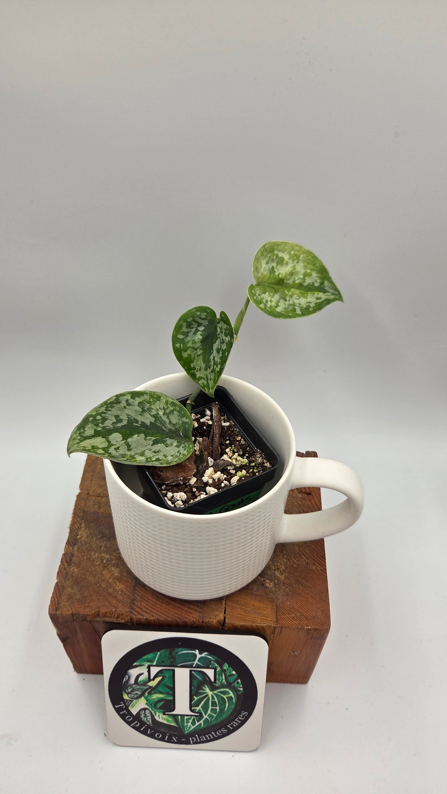Scindapsus Geulis (SCI-1215)