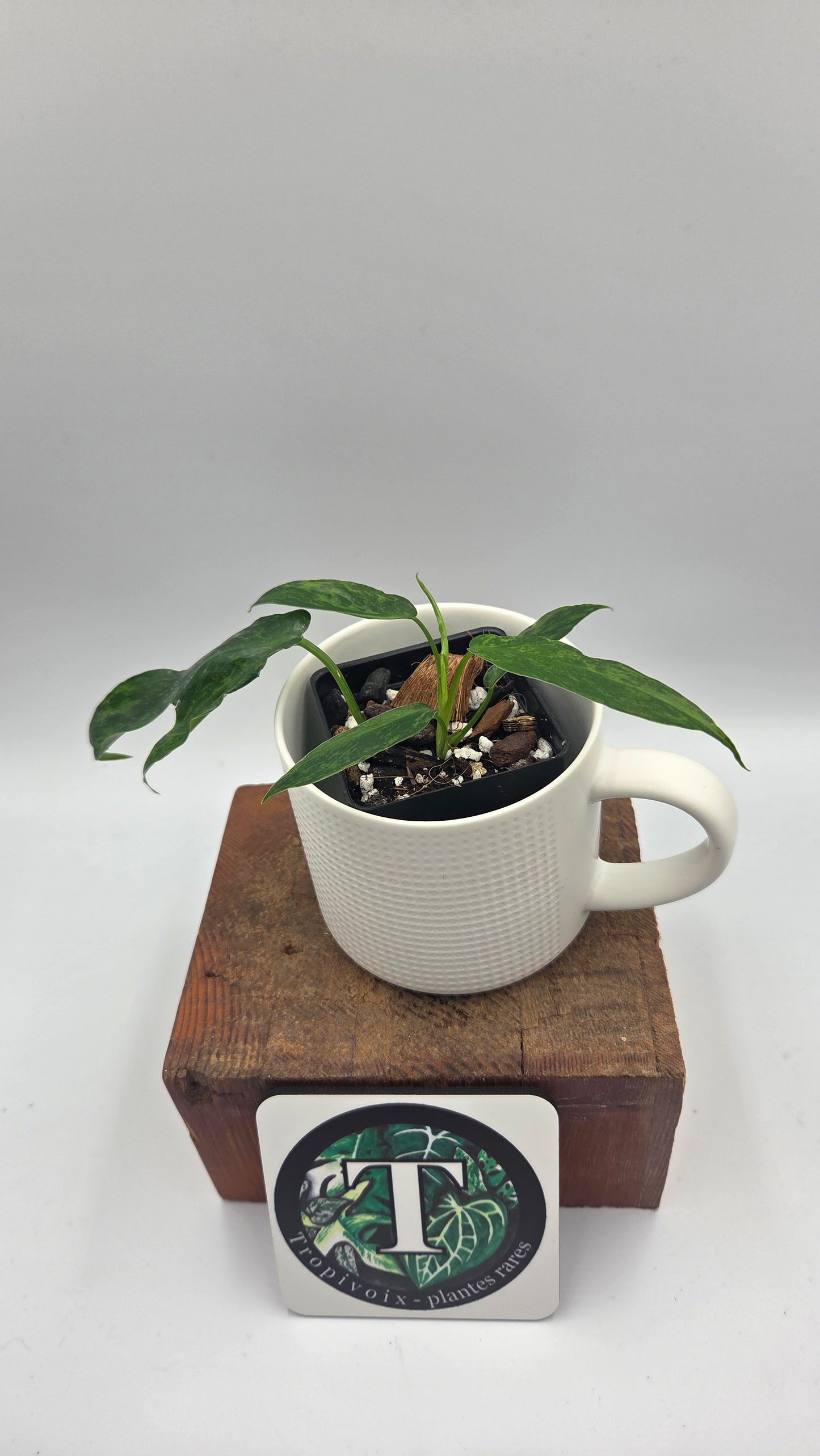 Philodendron Lime fiddle/ Minarum (PHI-1066)