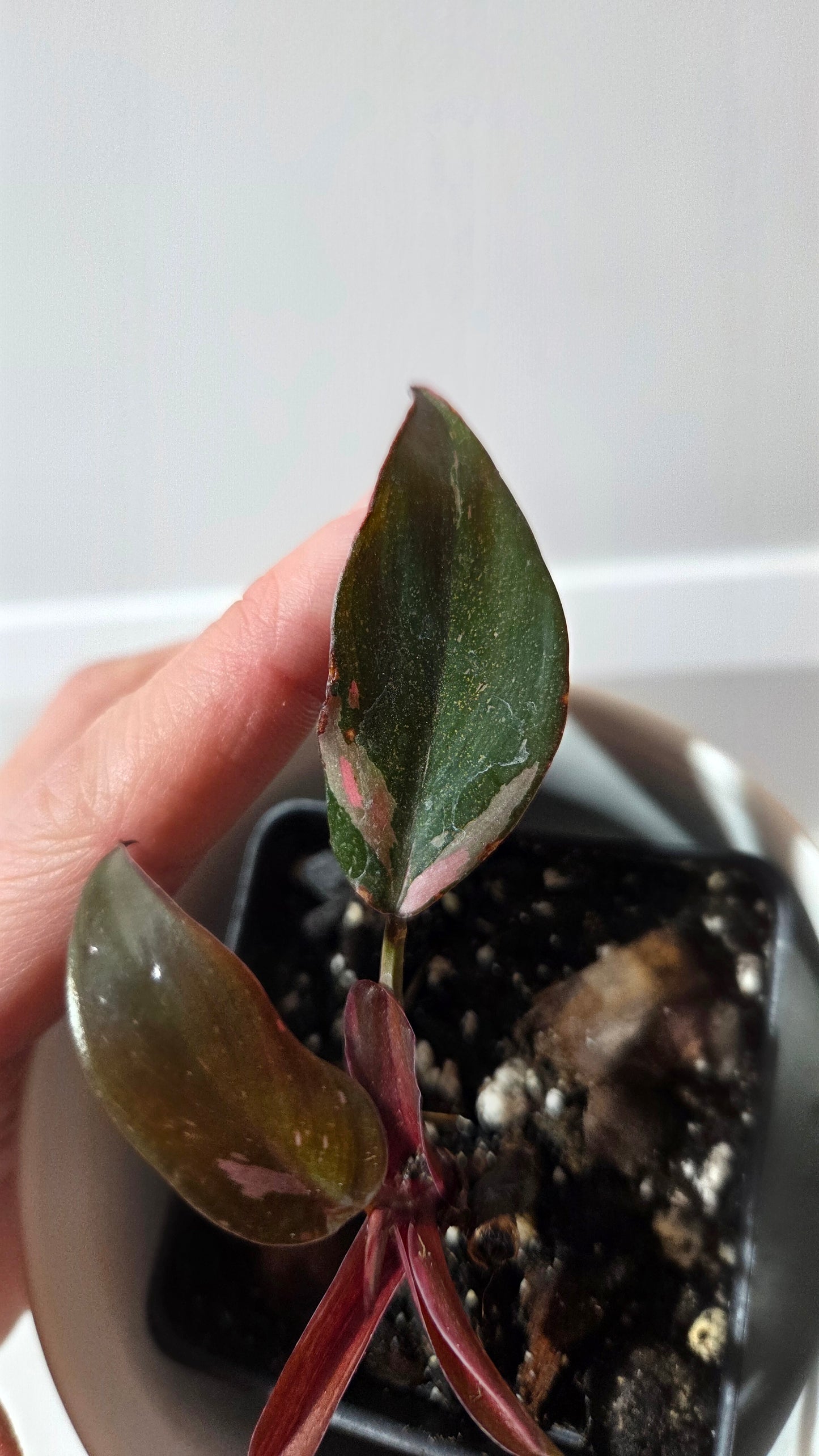 Philodendron Black Cherry (PHI-986)