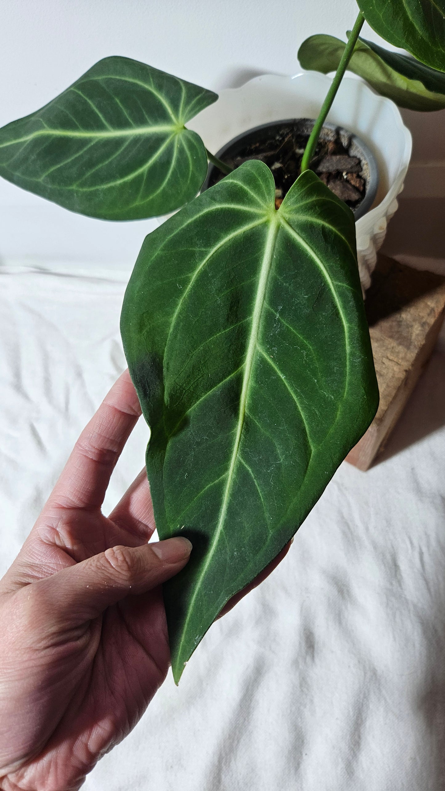 Anthurium Pulcachense  "format MOYEN" (ANT-250)