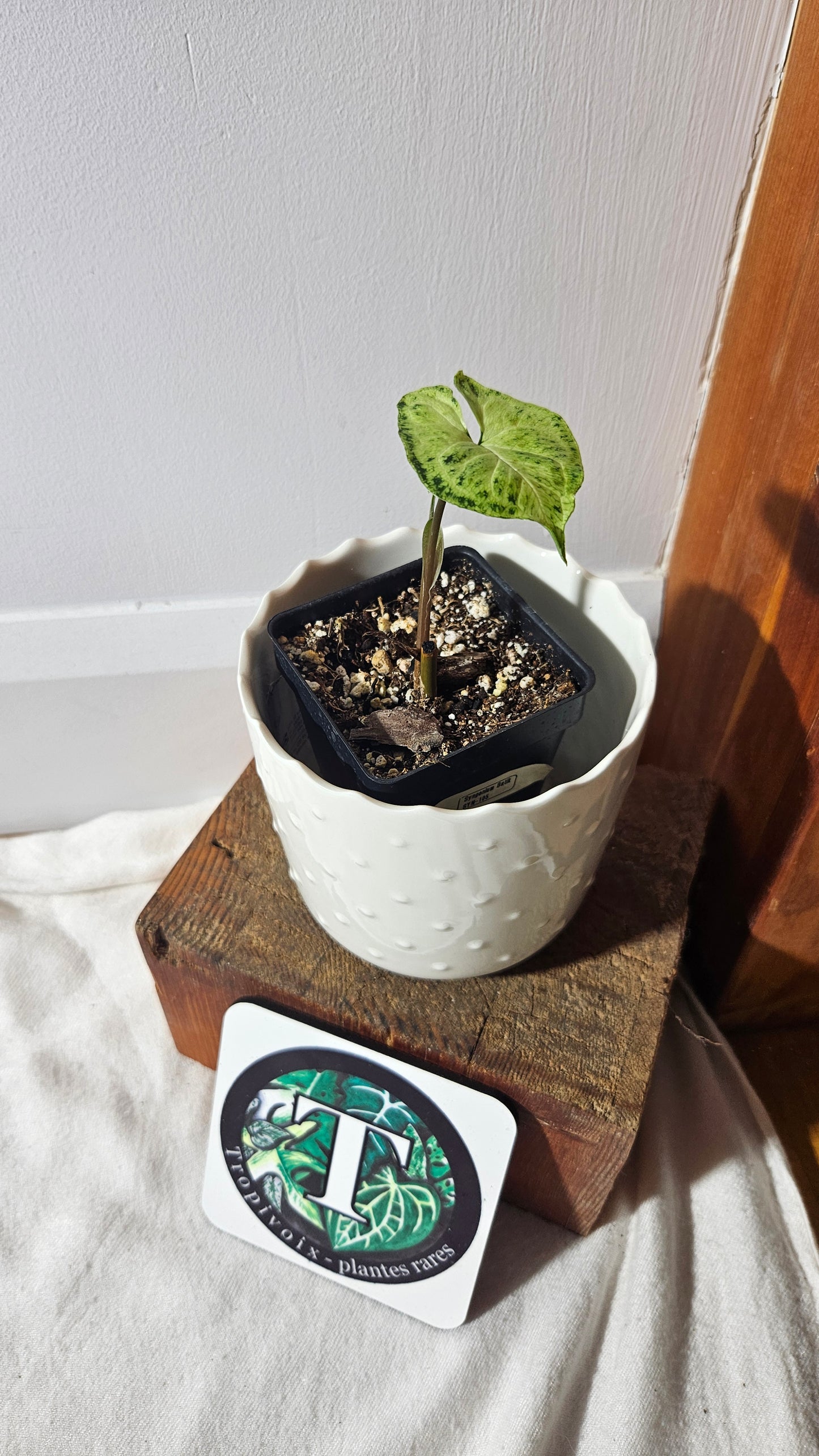Syngonium Batik (SYN-105)