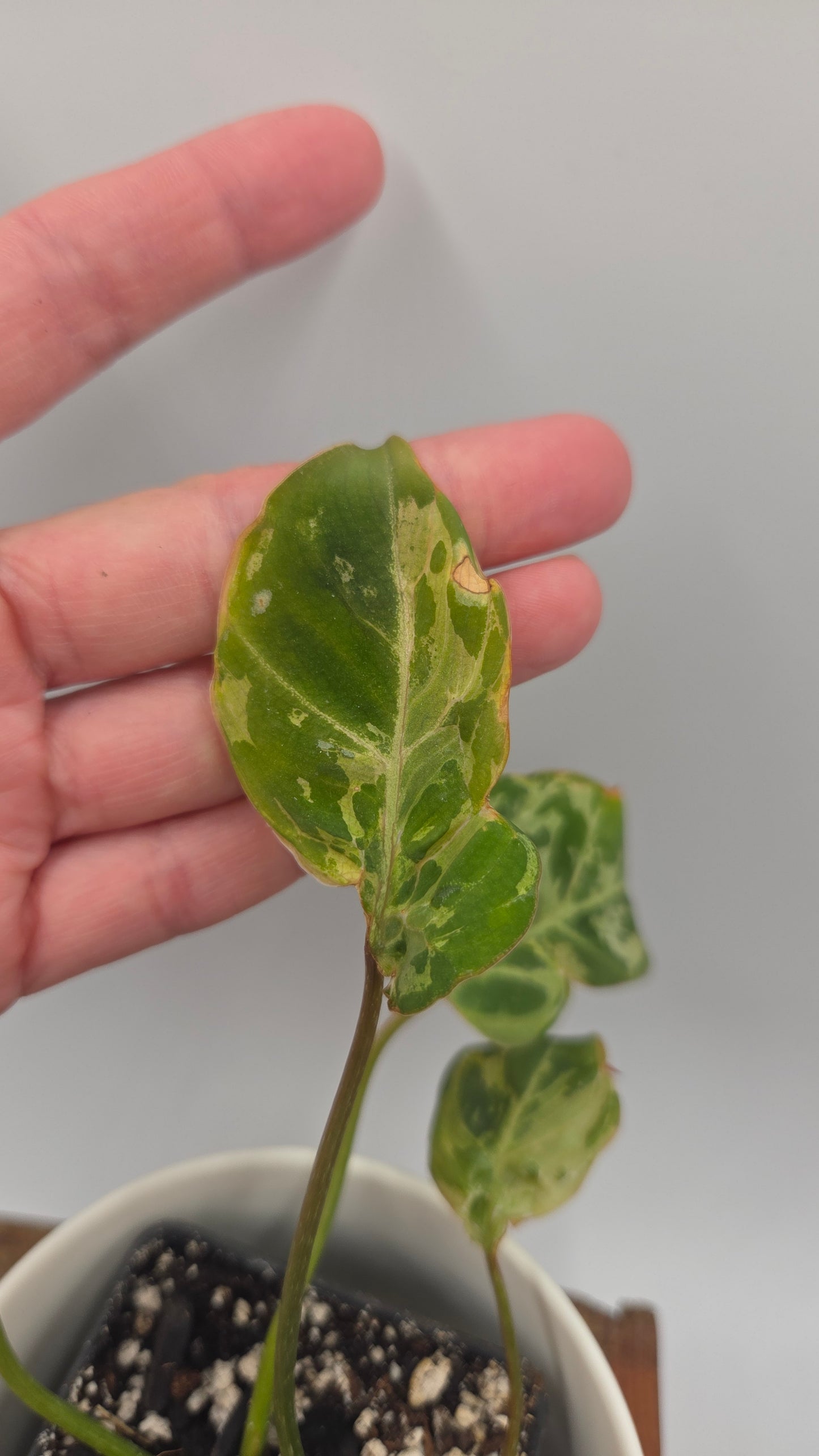 Philodendron Gloriosum "Snow leopard" (PHI-1026)