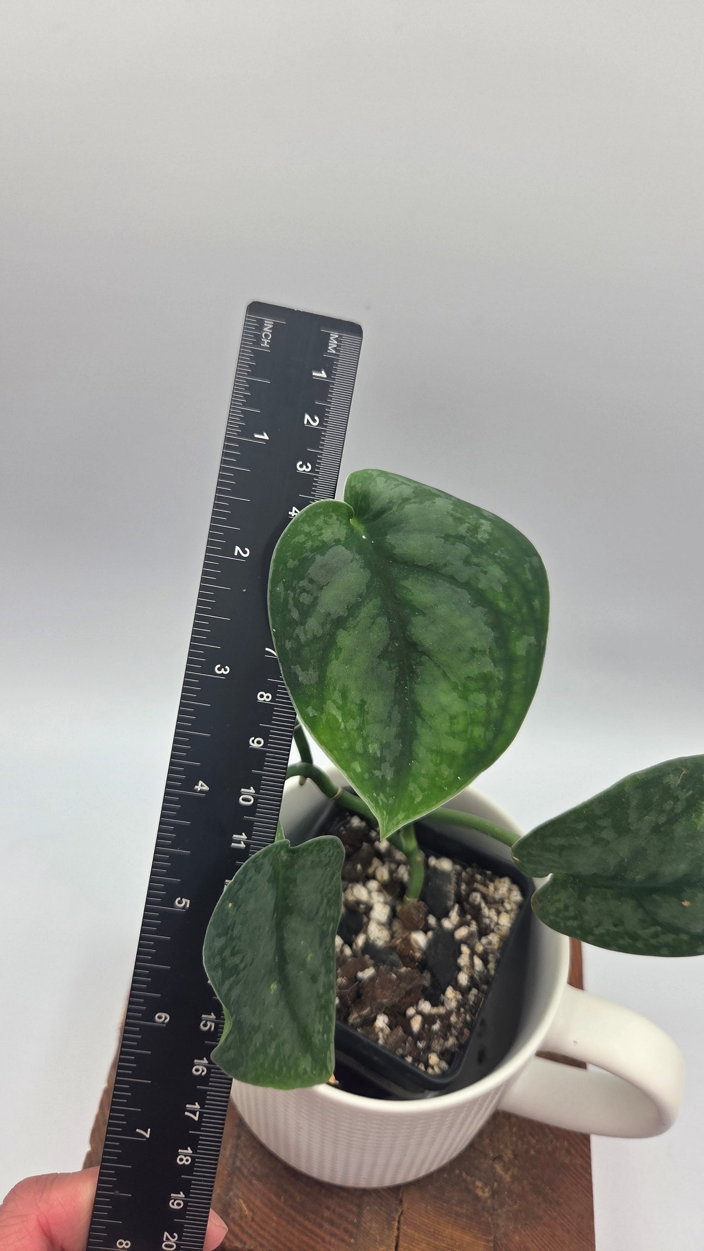 Scindapsus Dark Splash Bornéo (SCI-1019)