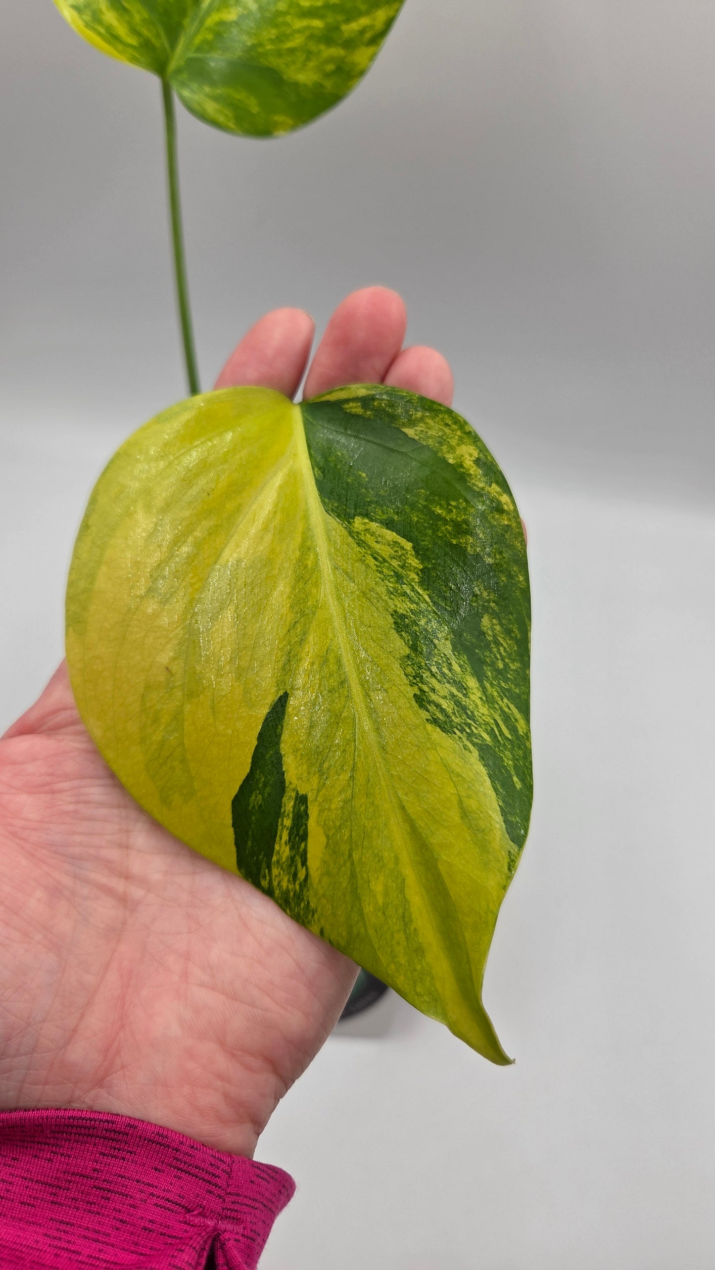 Monstera Aurea (MON-568)