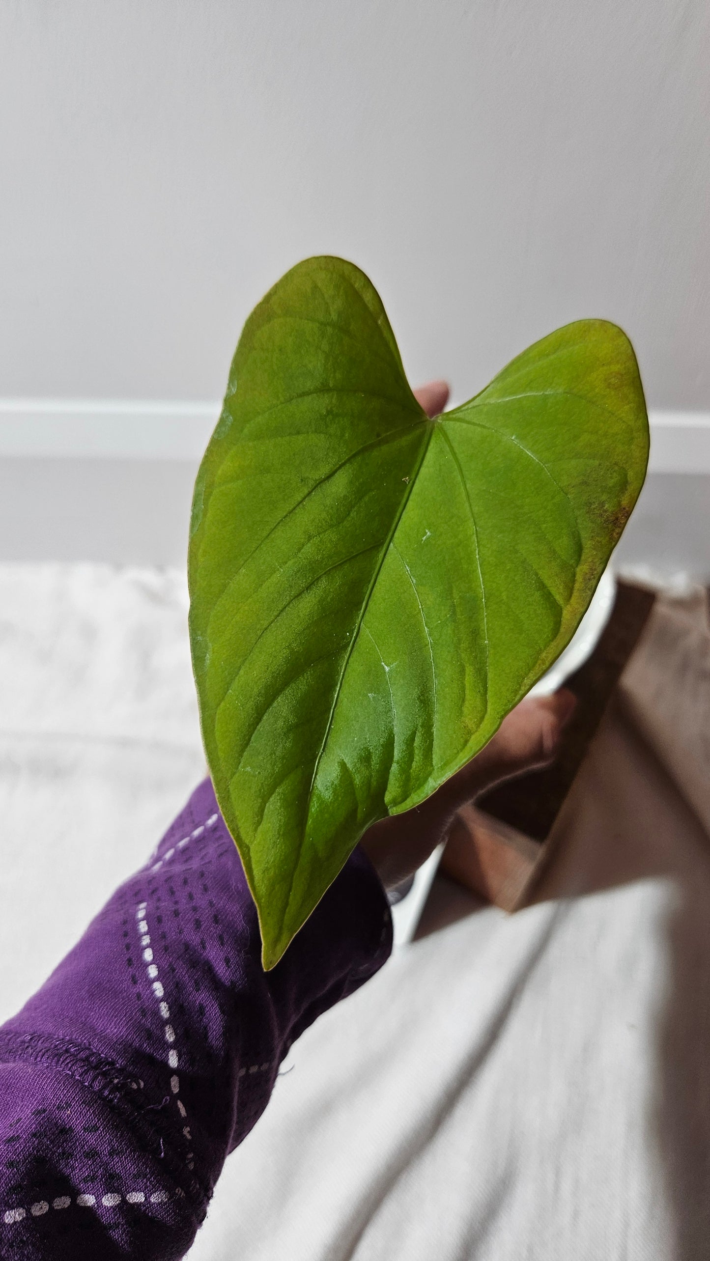 Anthurium  Tiwintza Aff Velvet "format MOYEN" (ANT-225)