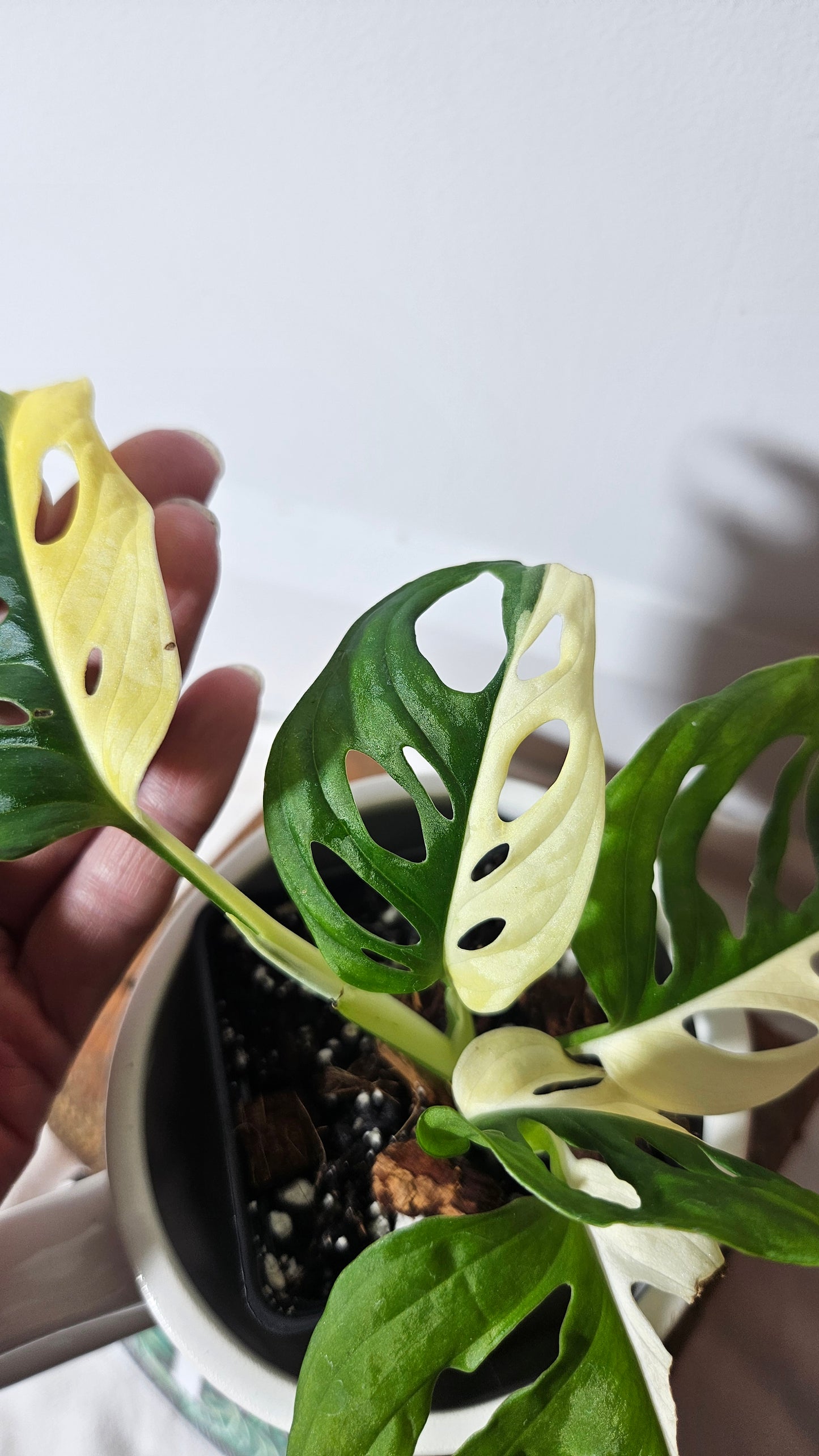 Monstera Andasonii Albo "half&half" (MON-328)