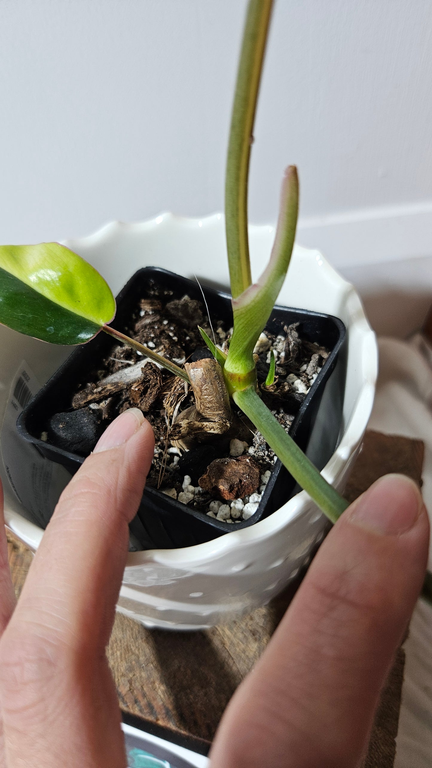 Philodendron Burlemarx Variegata (PHI-573)