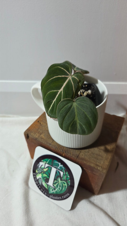 Philodendron Gloriosum Dark (PHI-999)