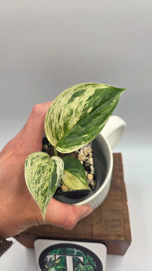 Scindapsus Blue Salaka Tricolore (SCI-1474)
