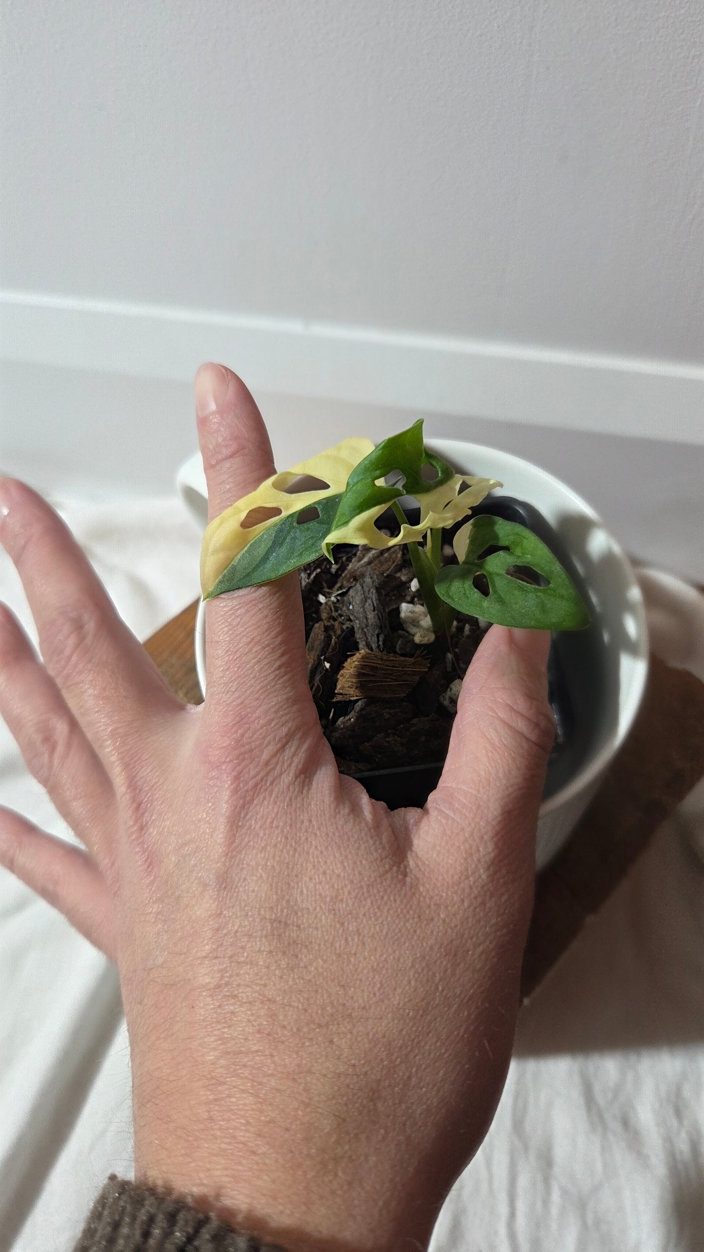 Monstera Andasonii Albo (MON-493)