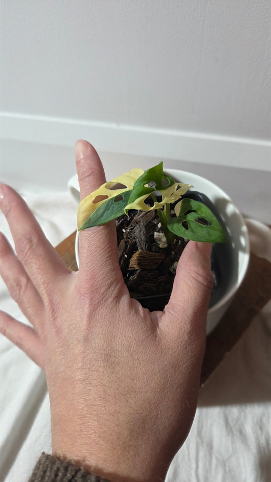 Monstera Andasonii Albo (MON-493)