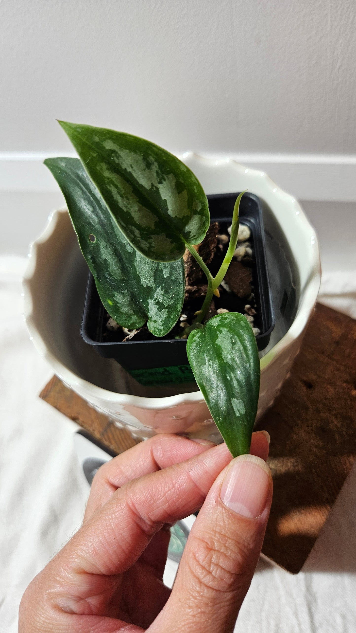 Scindapsus Black Exotica (SCI-1328)
