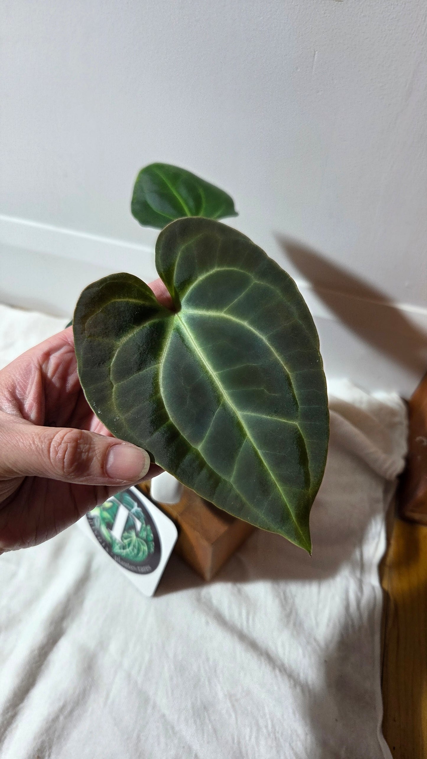 Anthurium Besseae Aff Velvet "Format MOYEN" (ANT-671)