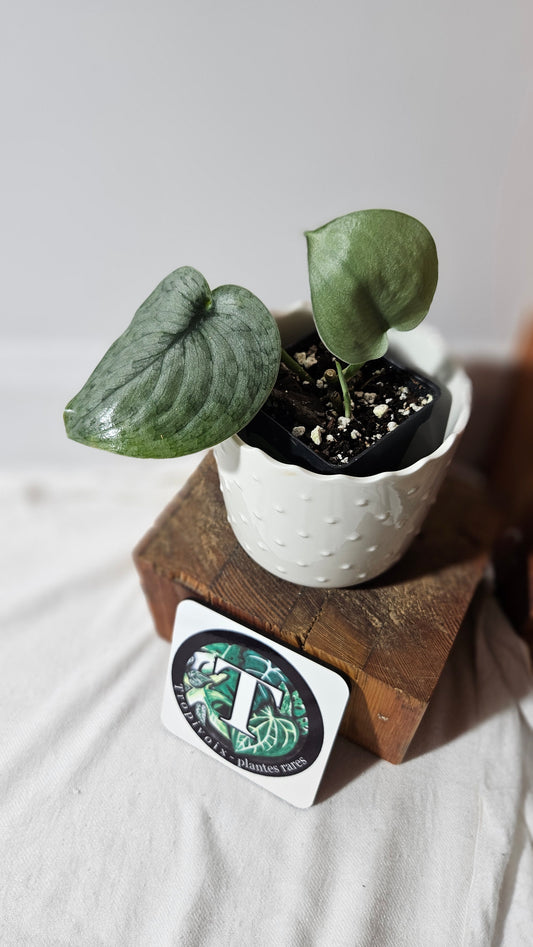 Scindapsus Silver Cloud (SCI-1049)