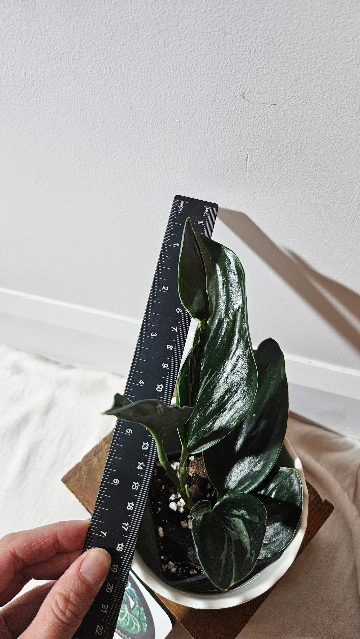 Scindapsus Treubii Dark Form silver (SCI-1015)