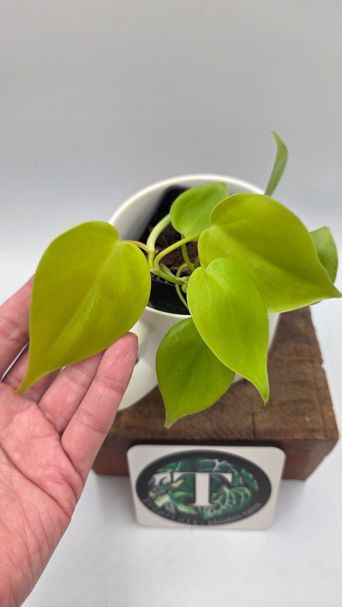 Philodendron Hederaceum Lemon lime (PHI-1103)