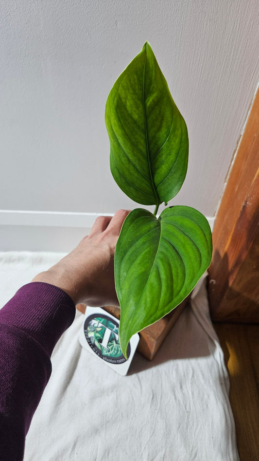 Monstera Obliqua Aff Limon (MON-432)