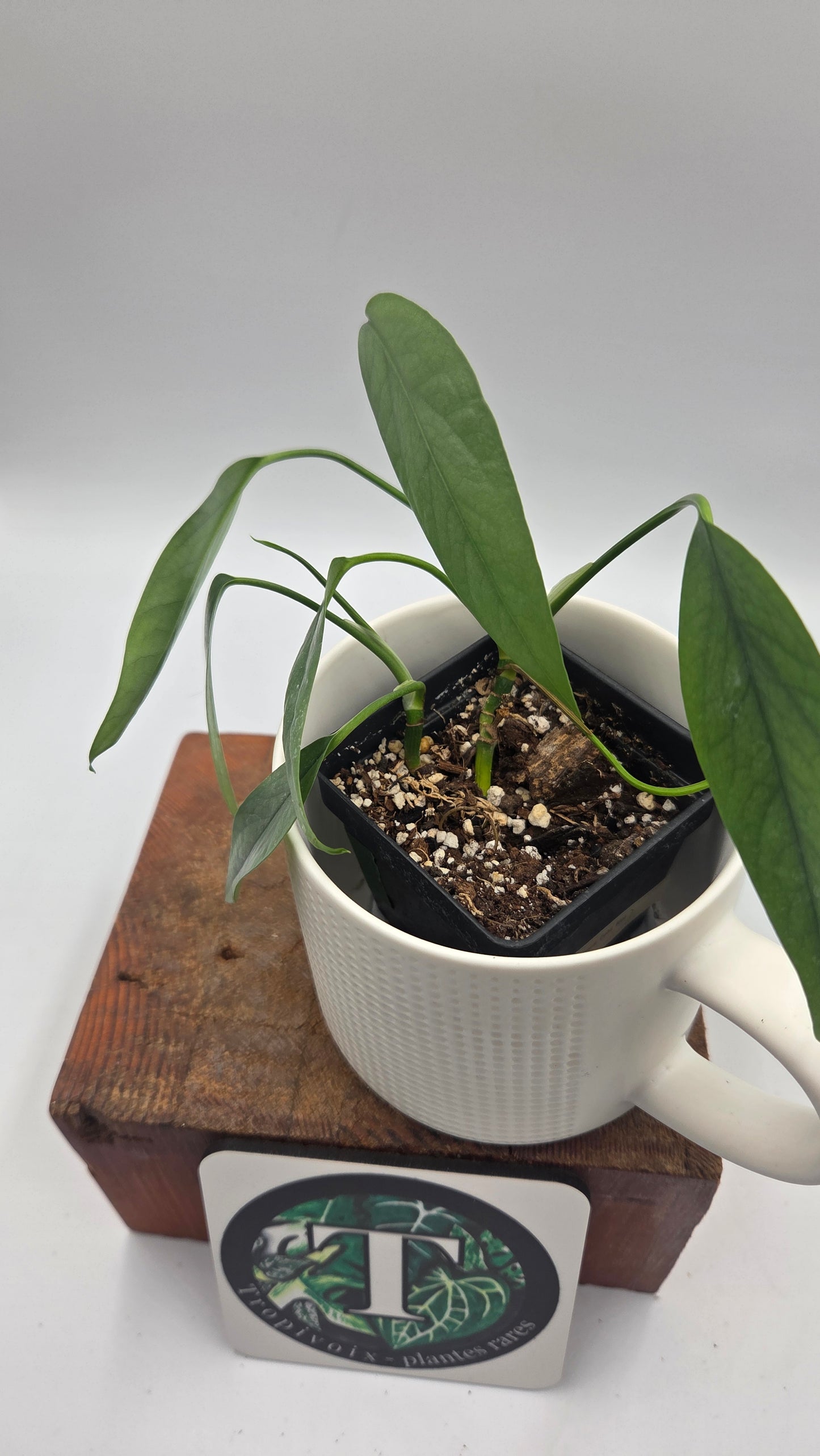 Epipremnum Cebu blue (EPI-170)