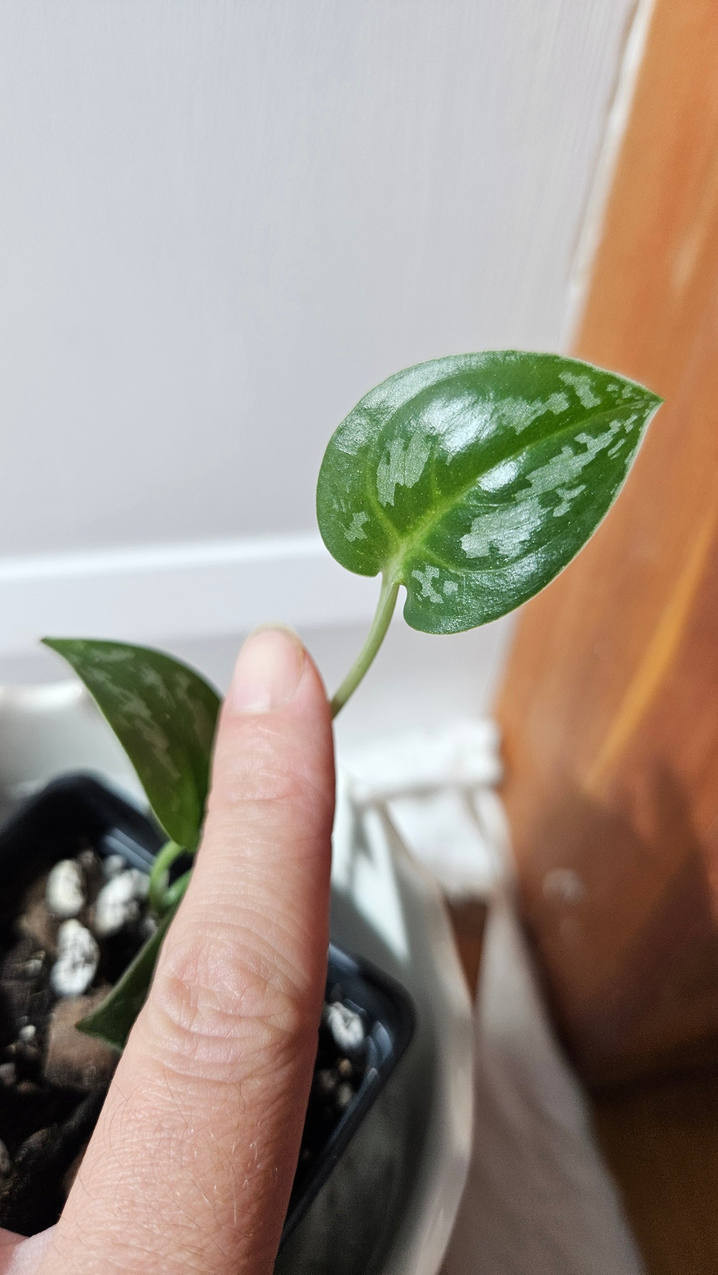 Scindapsus Black Exotica (SCI-1324)