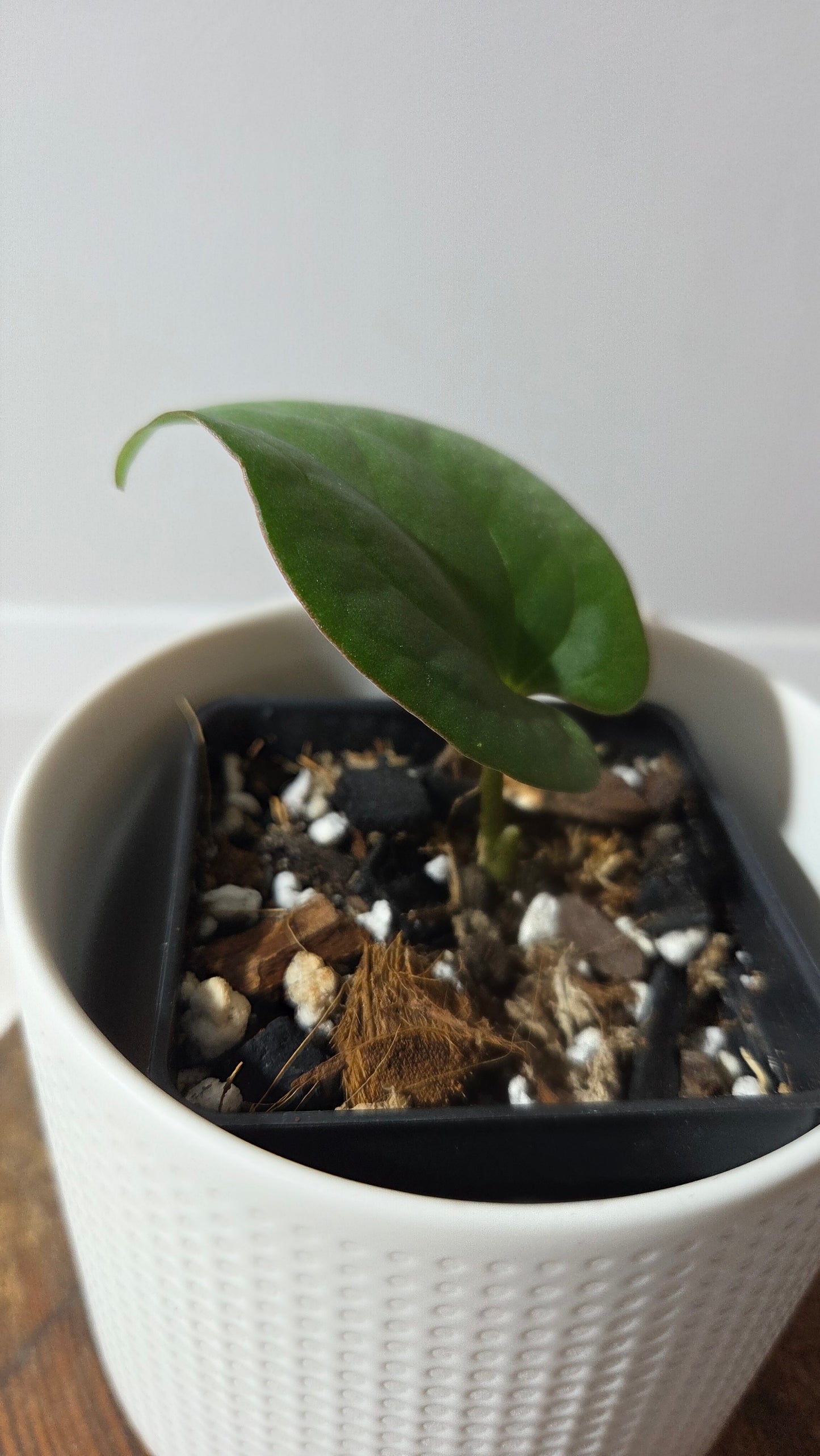 Anthurium Black Velvet Panama"format PETIT" (ANT-649)