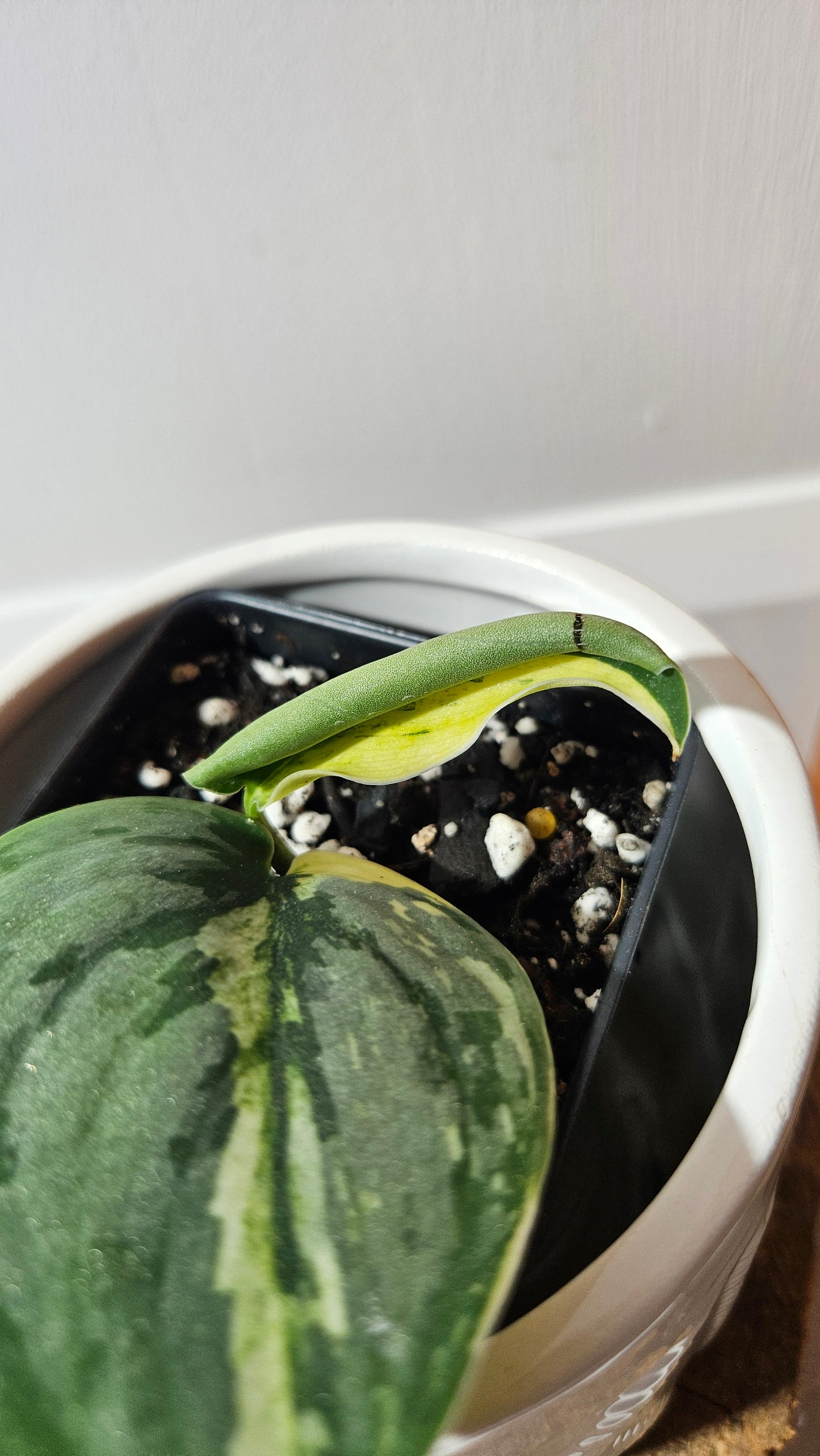 Scindapsus Jung jung Buih (SCI-1292)