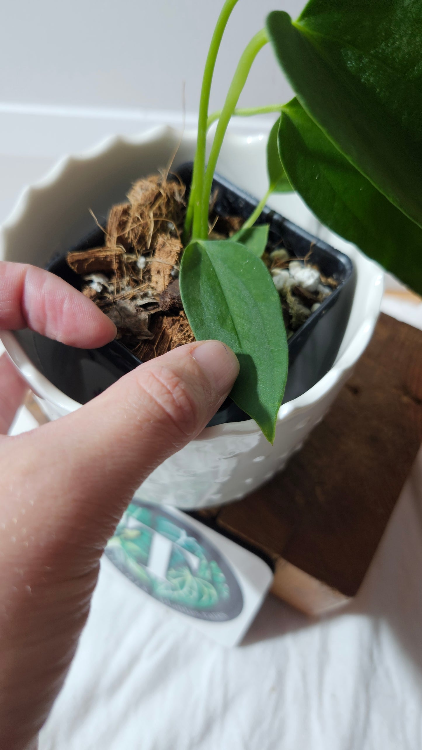 Anthurium Cirinoi X Papillilaminum "format PETIT" (ANT-596)