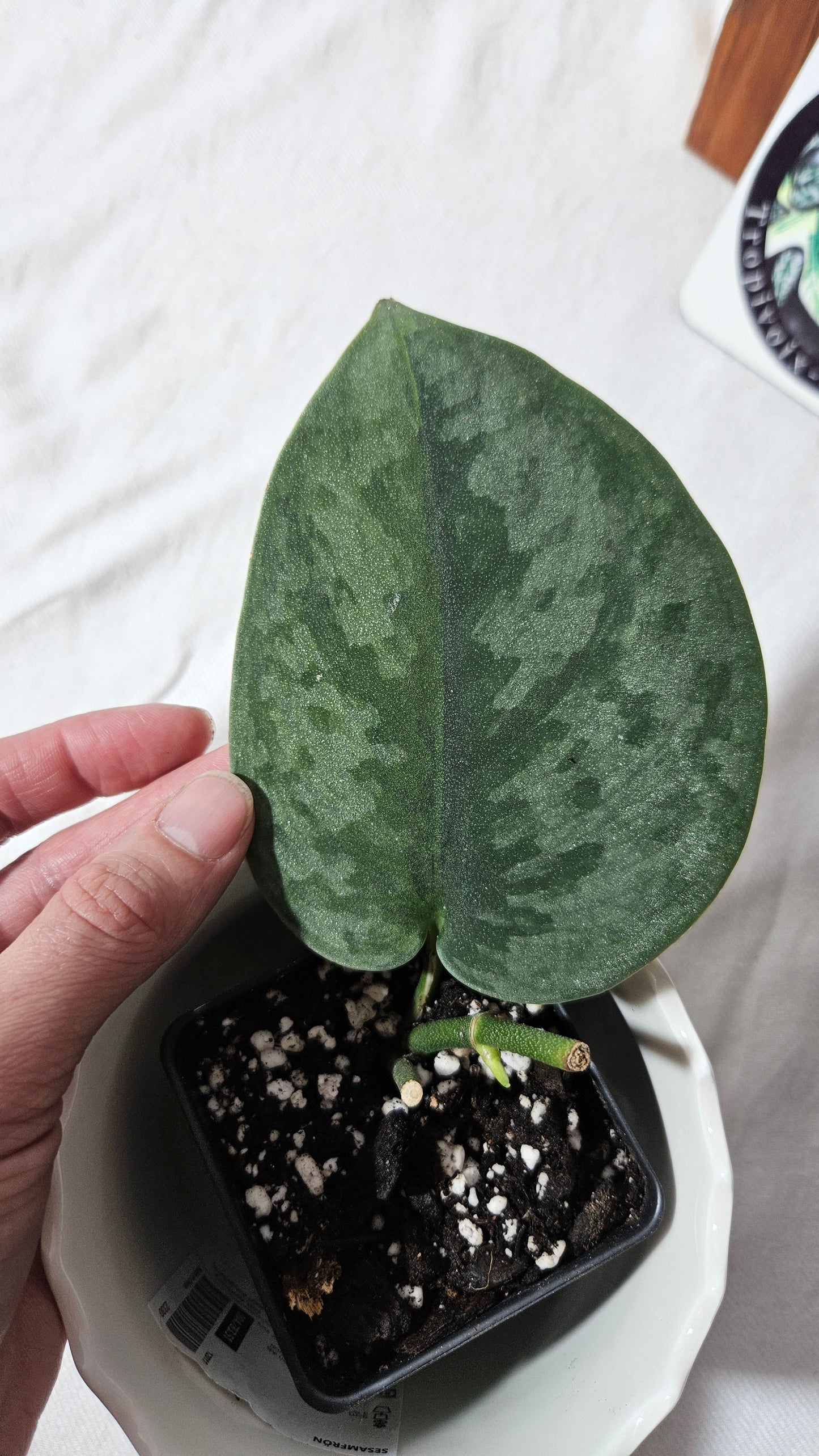 Scindapsus Venom (SCI-1018)