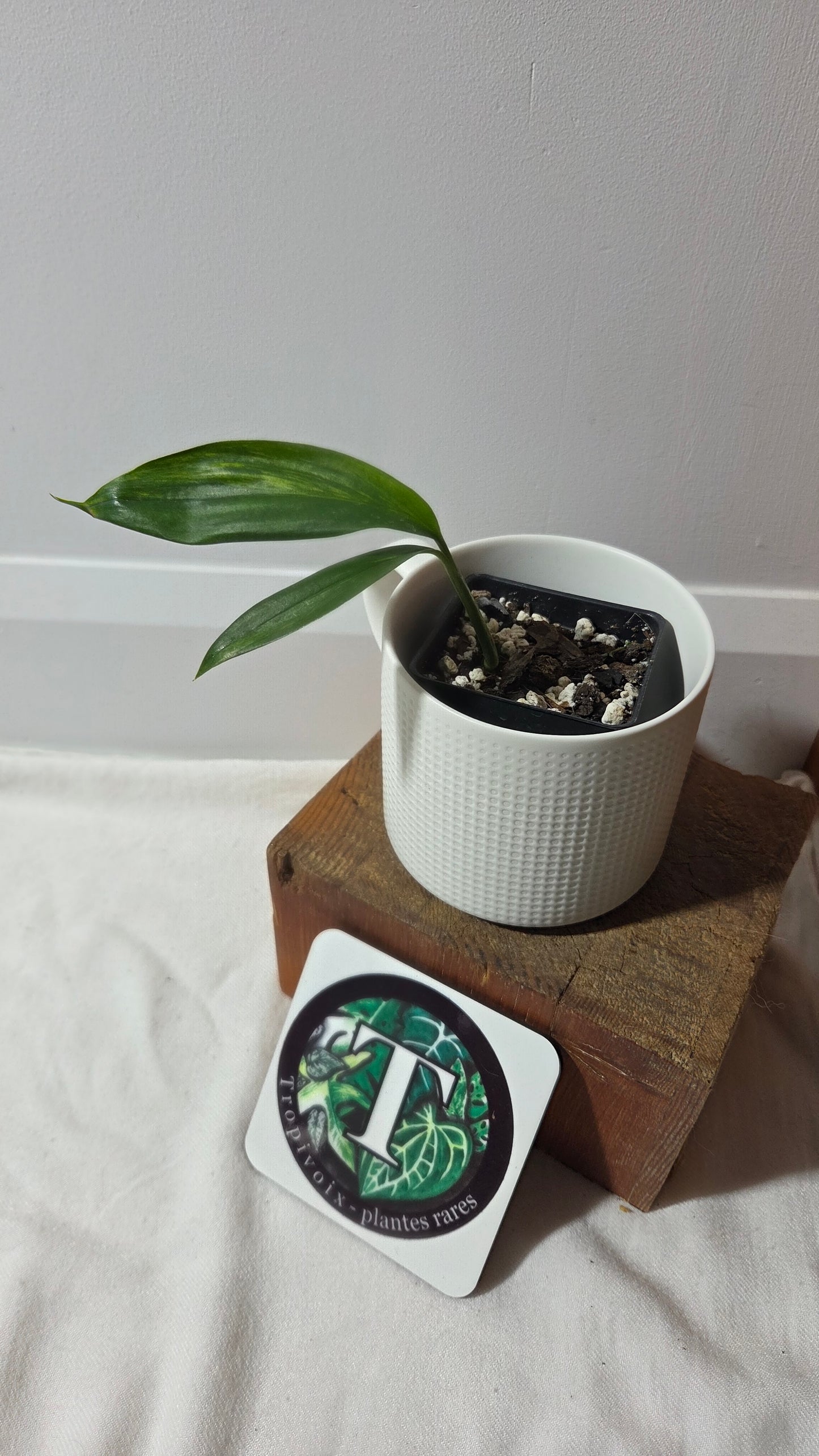 Epipremnum Amplissinum Variegata (EPI-230)