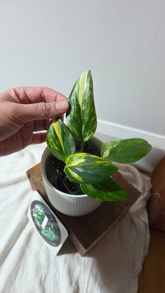 Monstera Standleyana Aurea (MON-262)