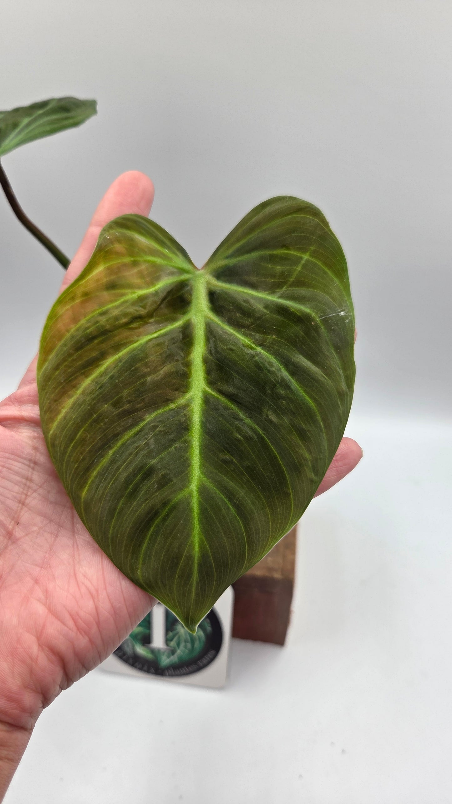 Philodendron Luxurians Choco Red (PHI-750)