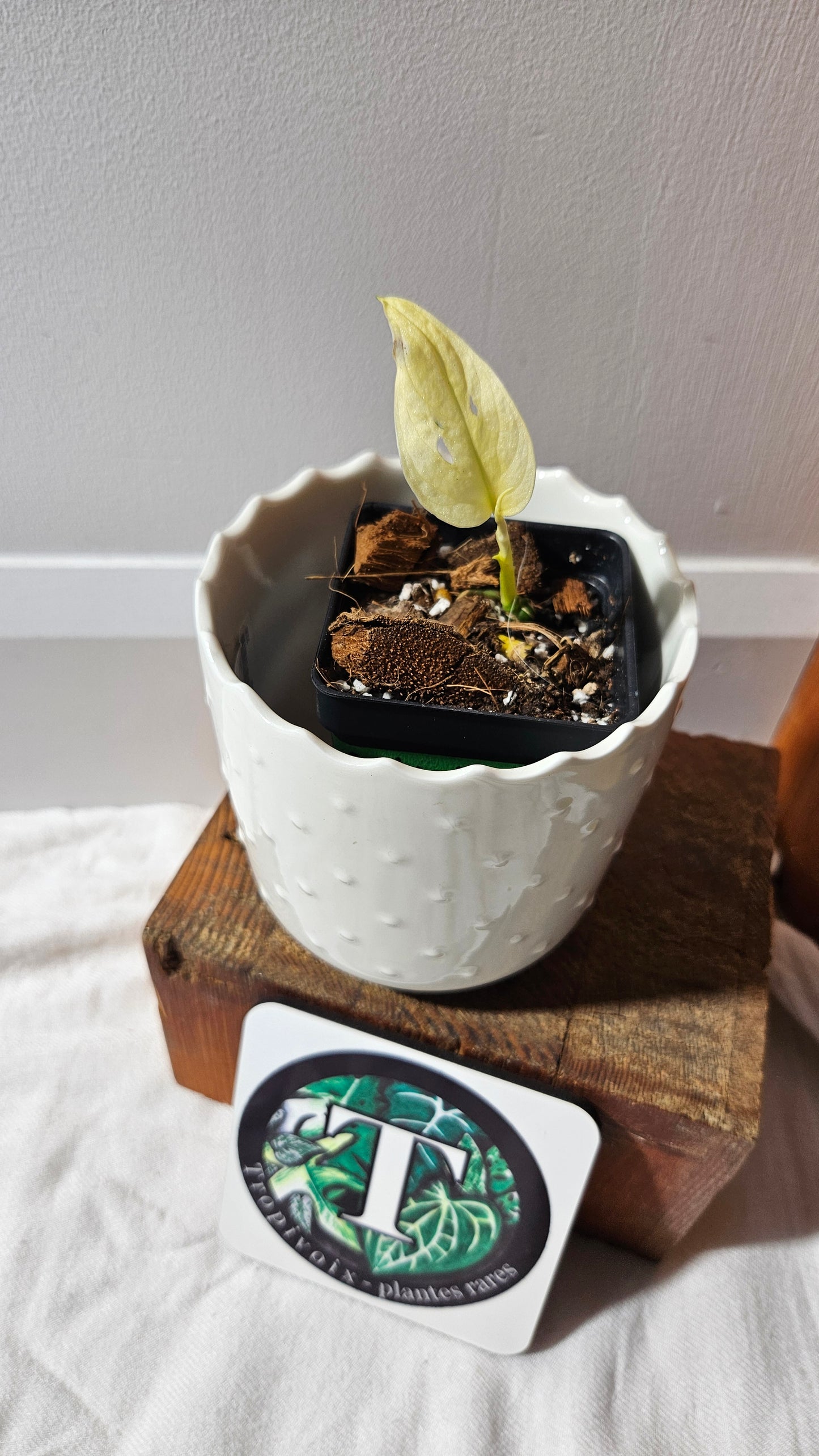 Monstera Andasonii Archipelago Ghost (MON-456)