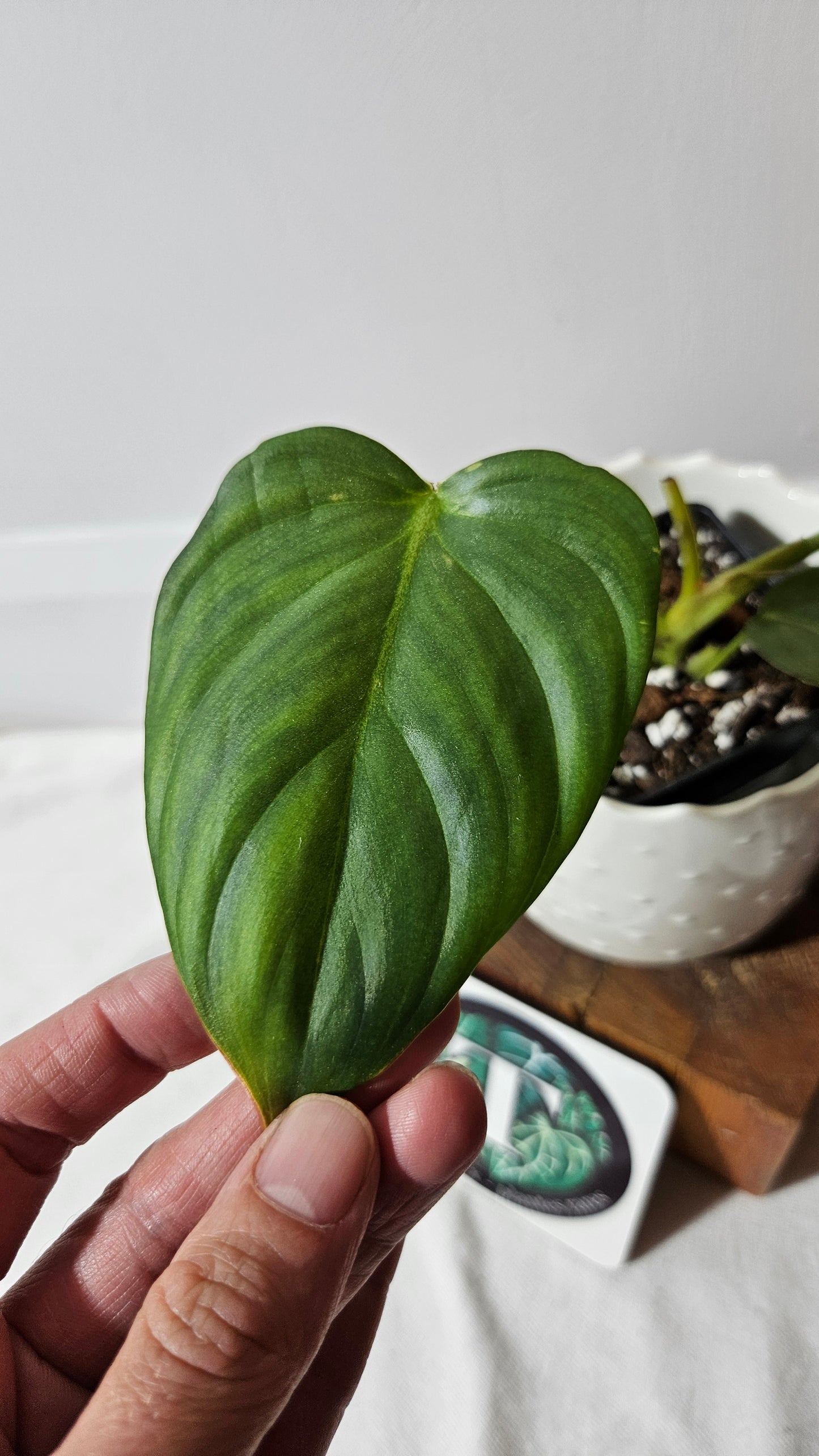 Philodendron Pastazanum (PHI-825)
