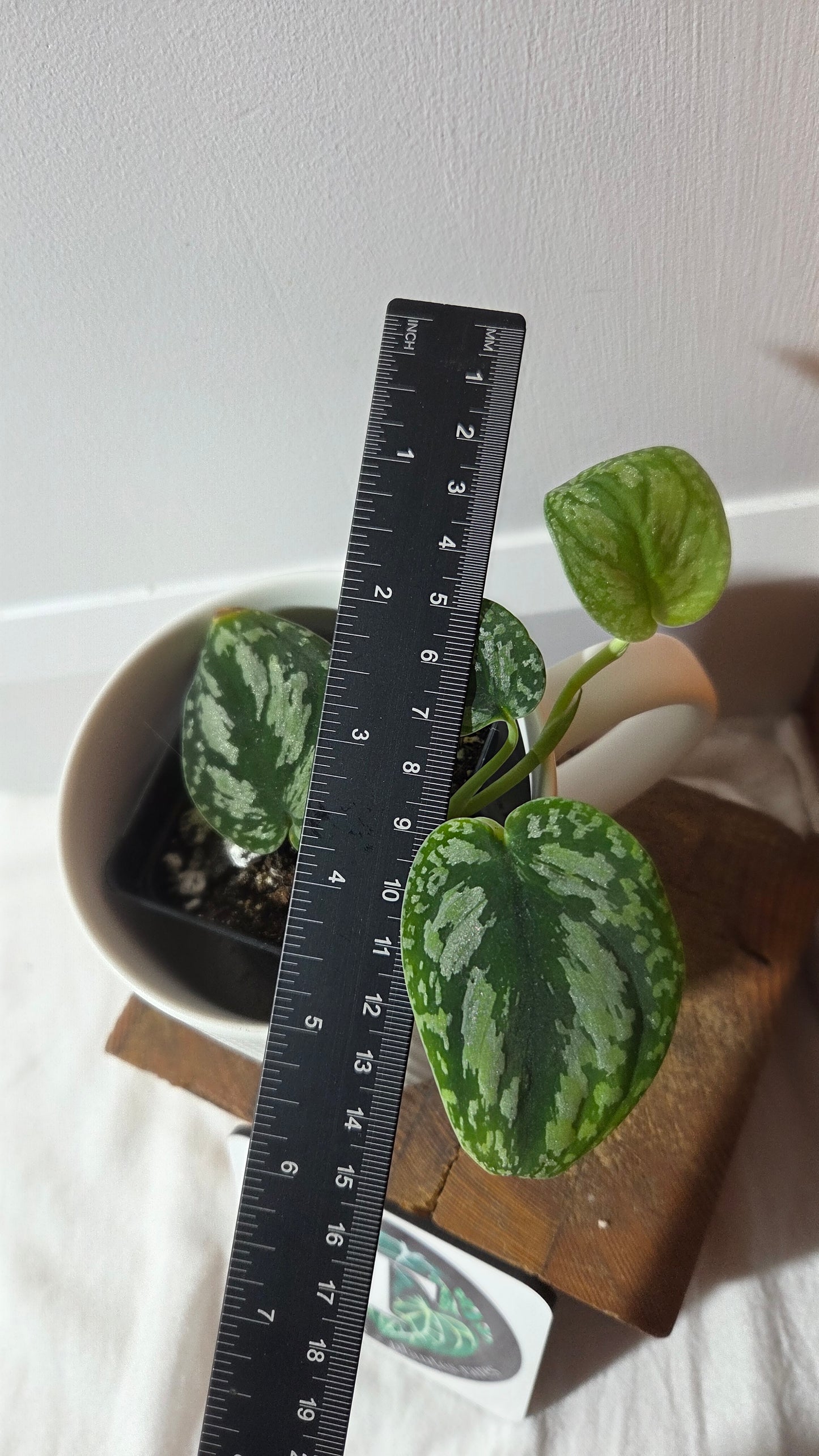Scindapsus Tricolor Dark Form (SCI-1358)