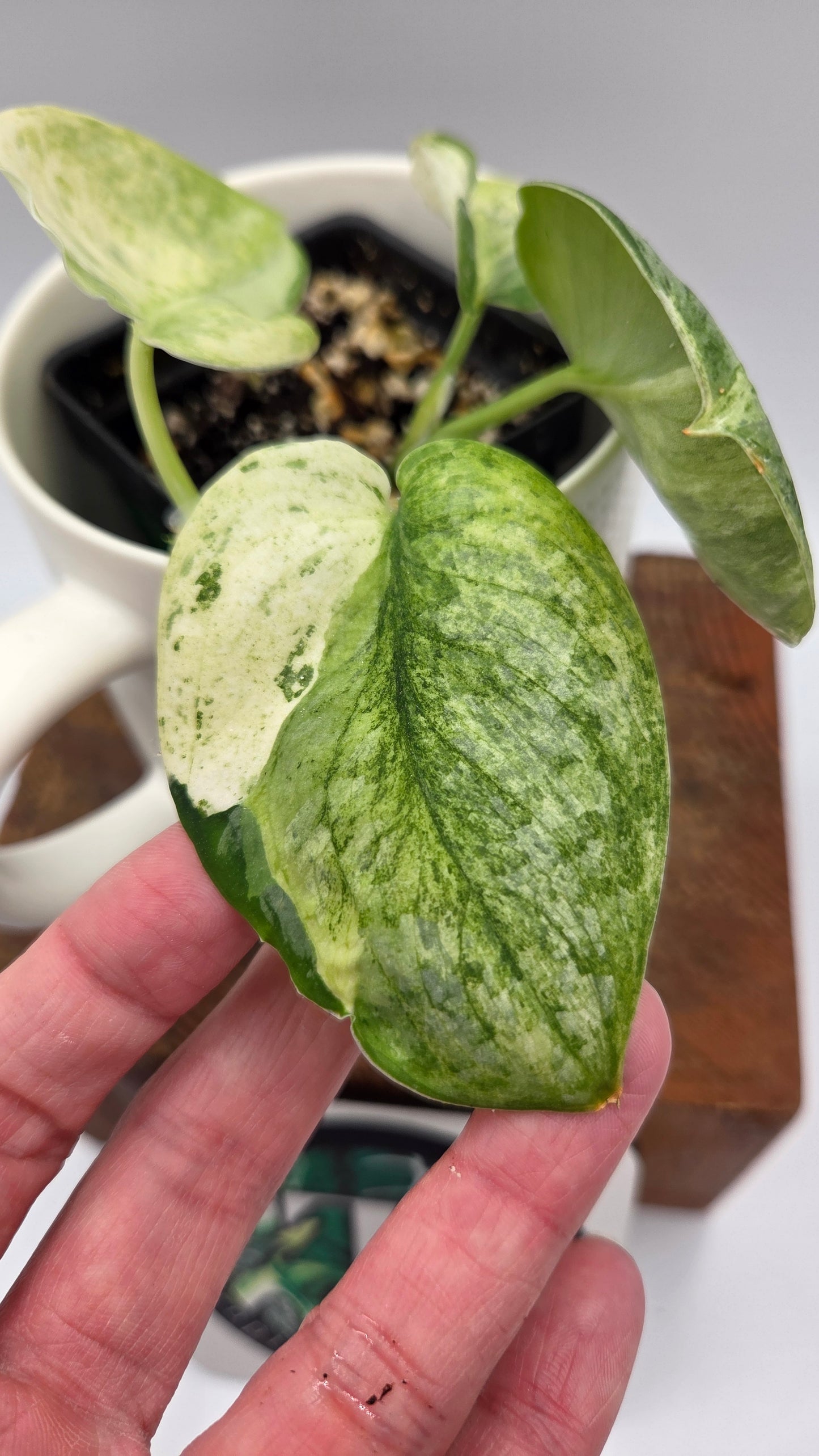 Scindapsus Black Dragon Variegata (SCI-1053)