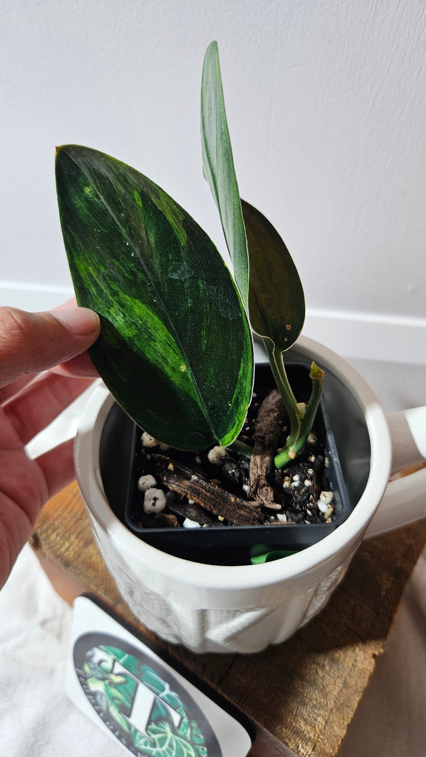 Scindapsus Treubii Dark Form Néon/Mutation (SCI-1275)