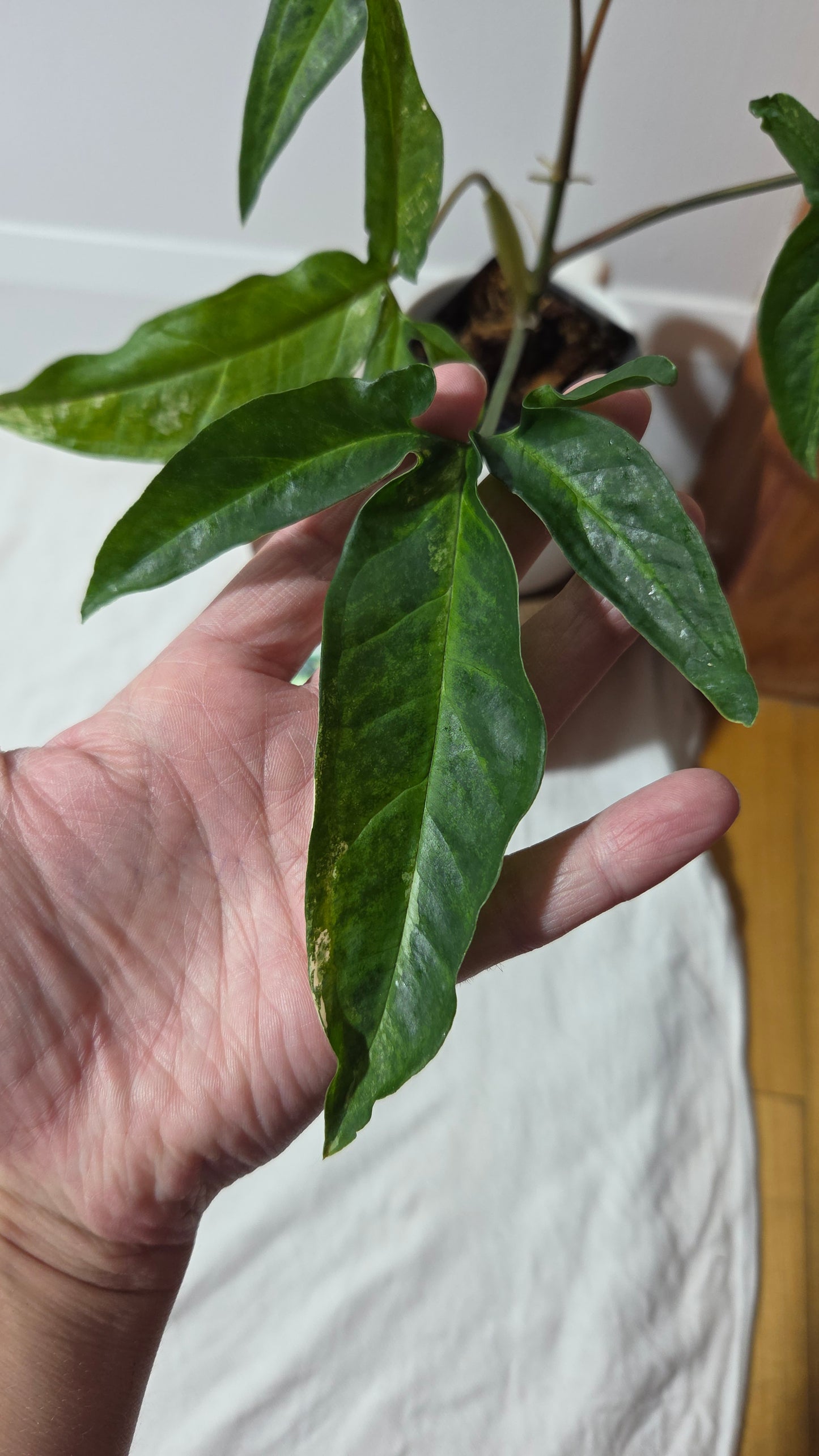 Syngonium Angustatum Albo (SYN-170)