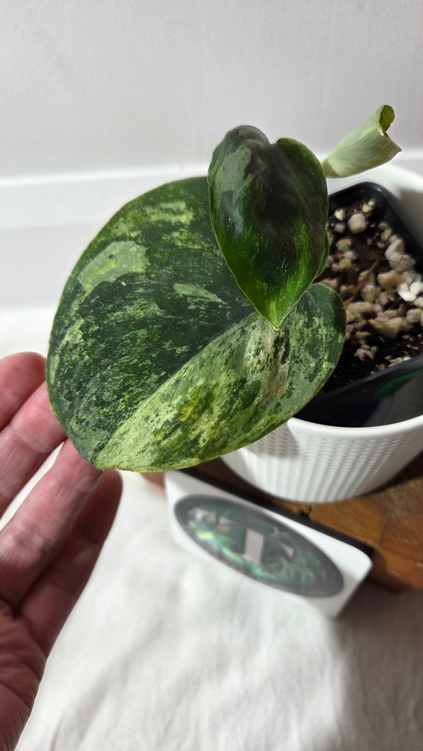 Scindapsus Dark satin Tricolore (SCI-1392)