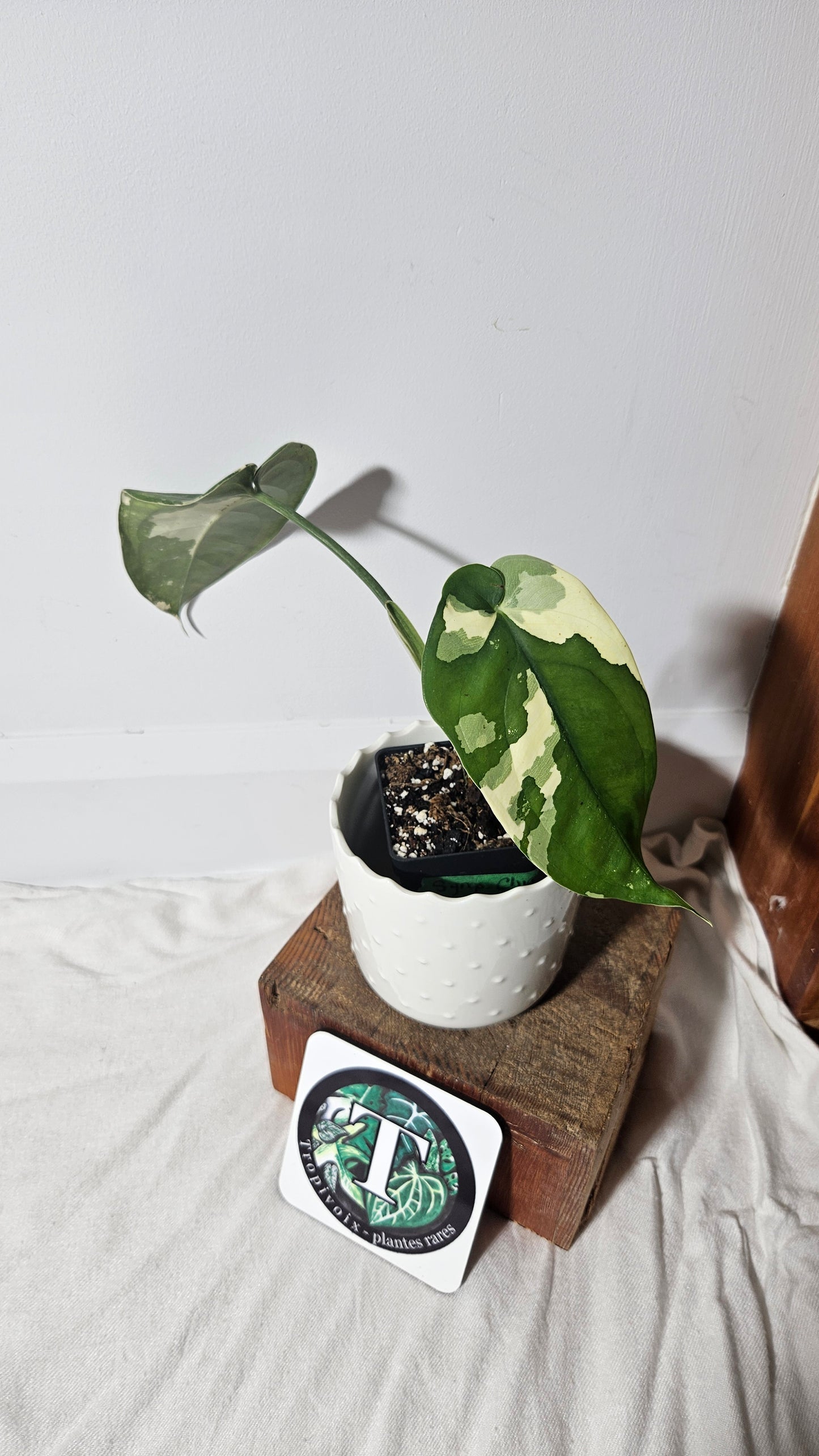 Syngonium Chiapense Albo (SYN-297)