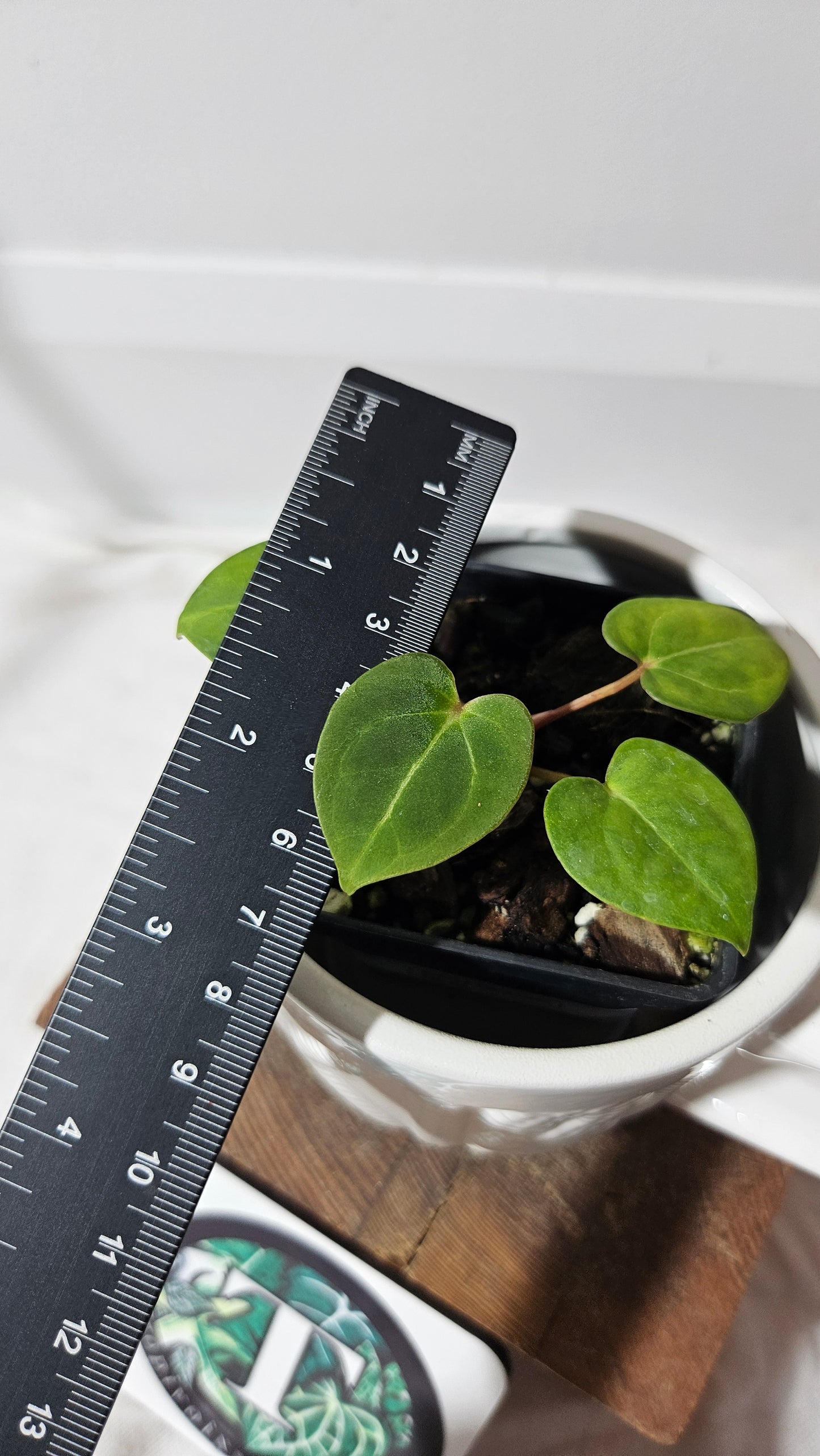 Anthurium  AOS X Dressleri "format SEEDLING" (ANT-182)