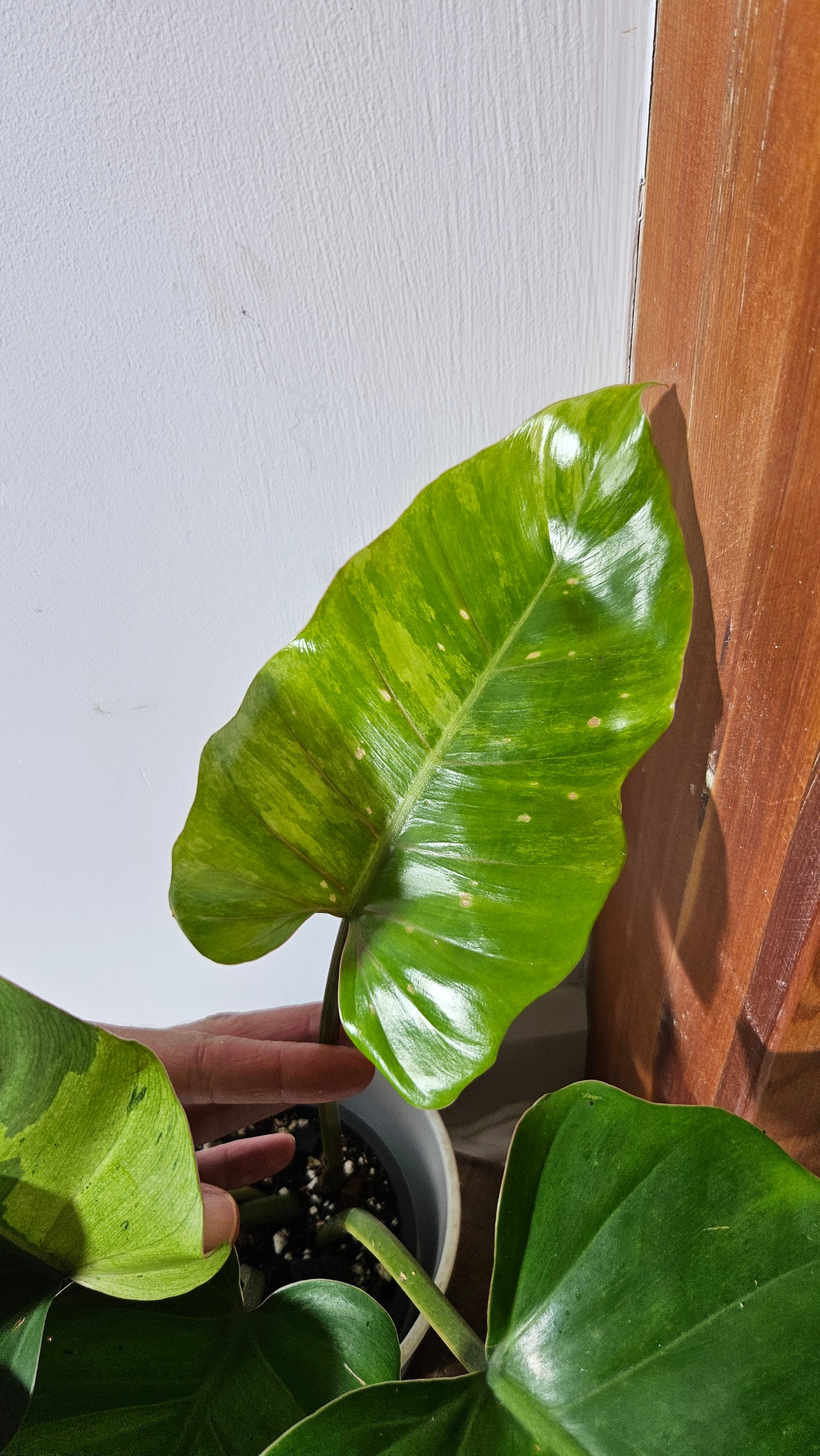 Philodendron Jungle Fever (PHI-822)